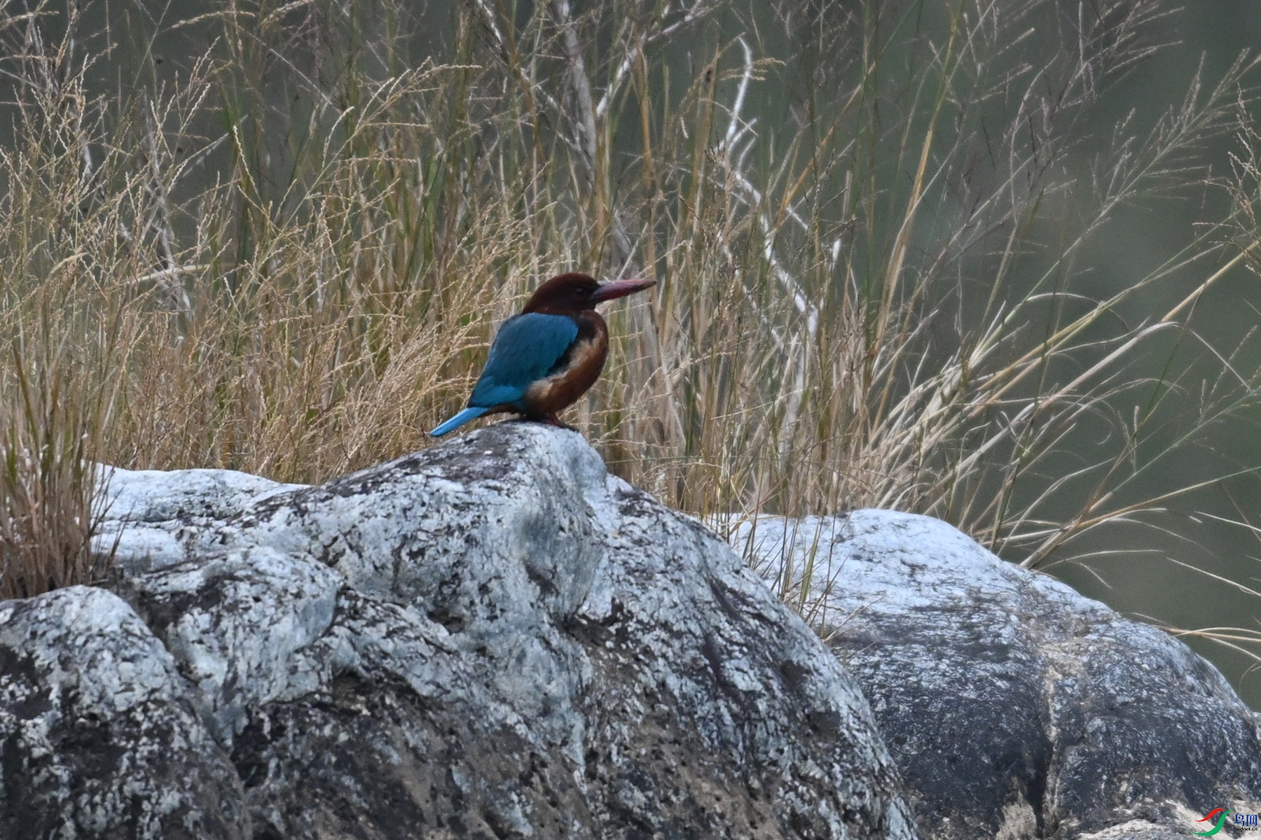 DSC_6699.JPG