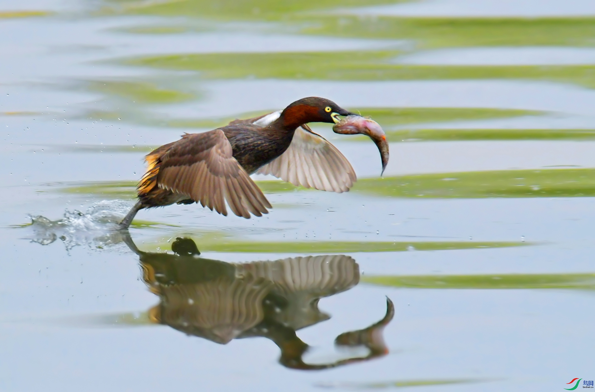 DSC_0719 ����.jpg