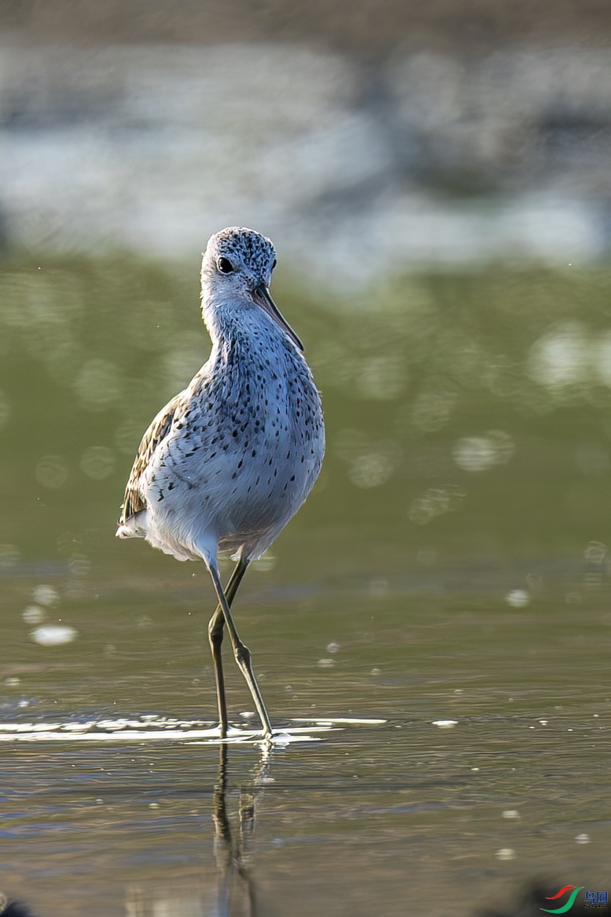 ˮ�е�����