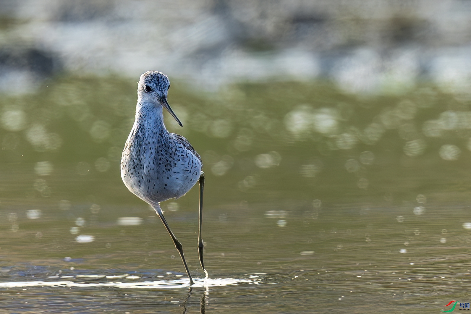 ˮ�е�����