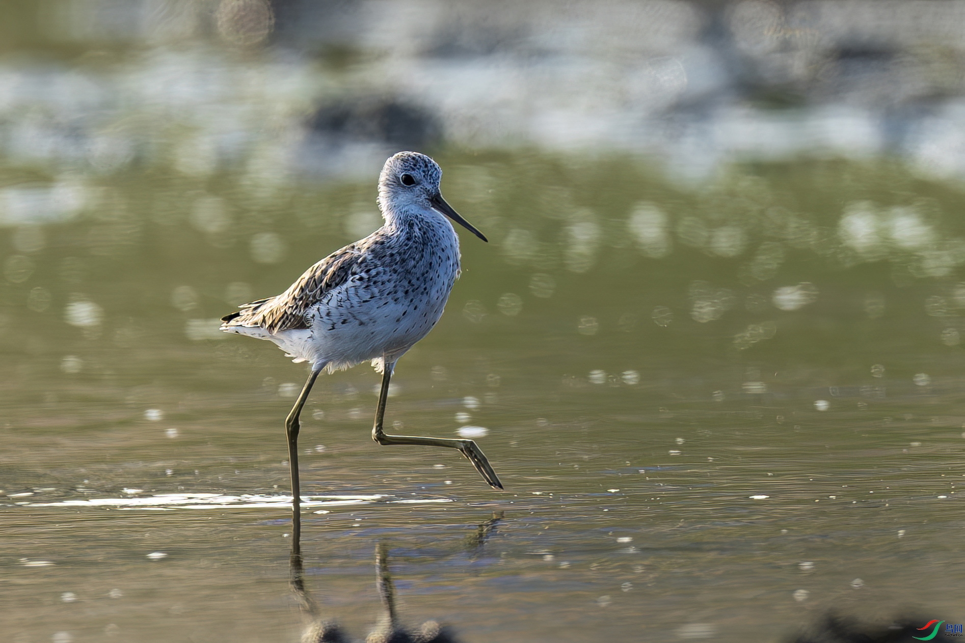 ˮ�е�����