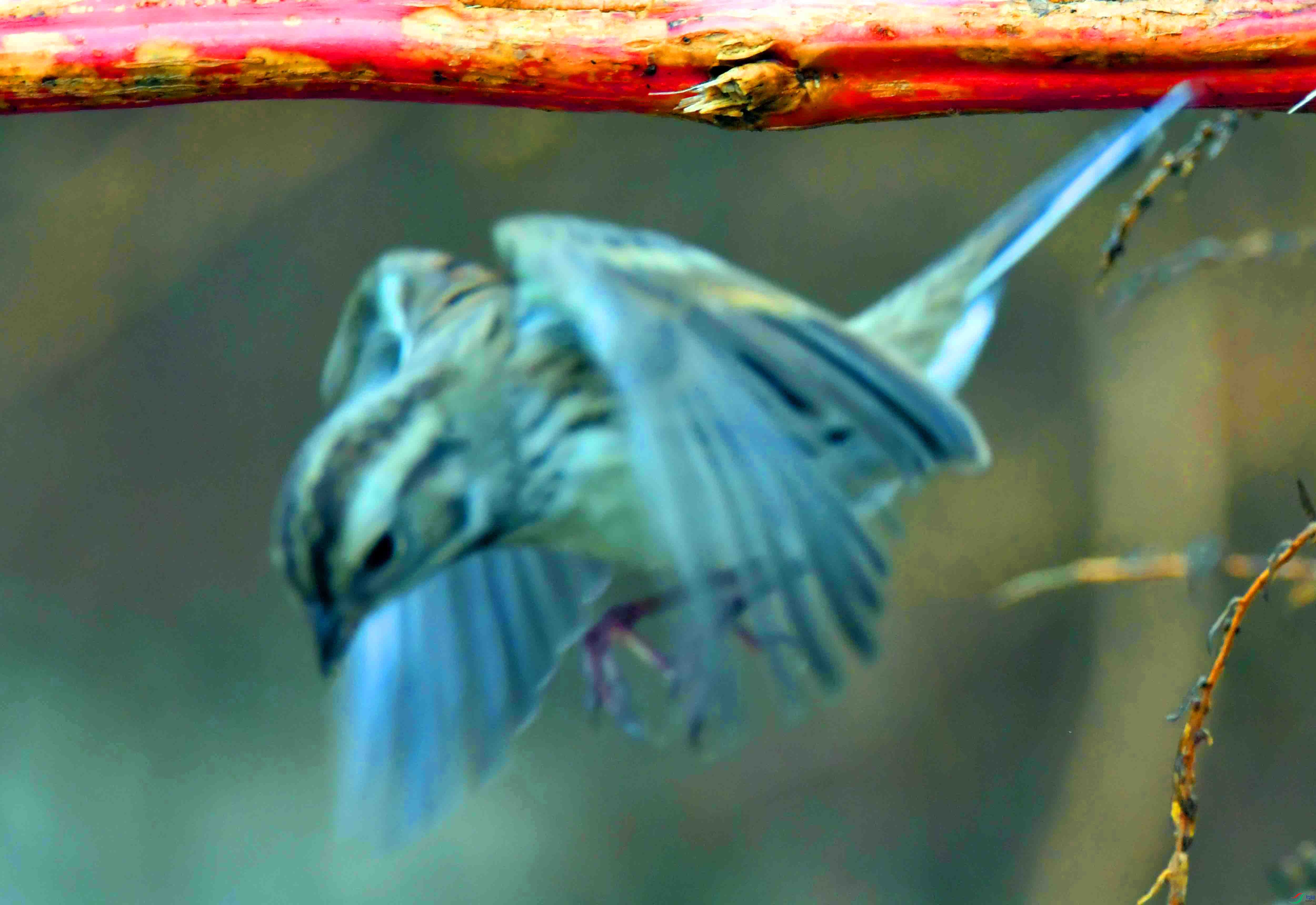 DSC_0123.JPG