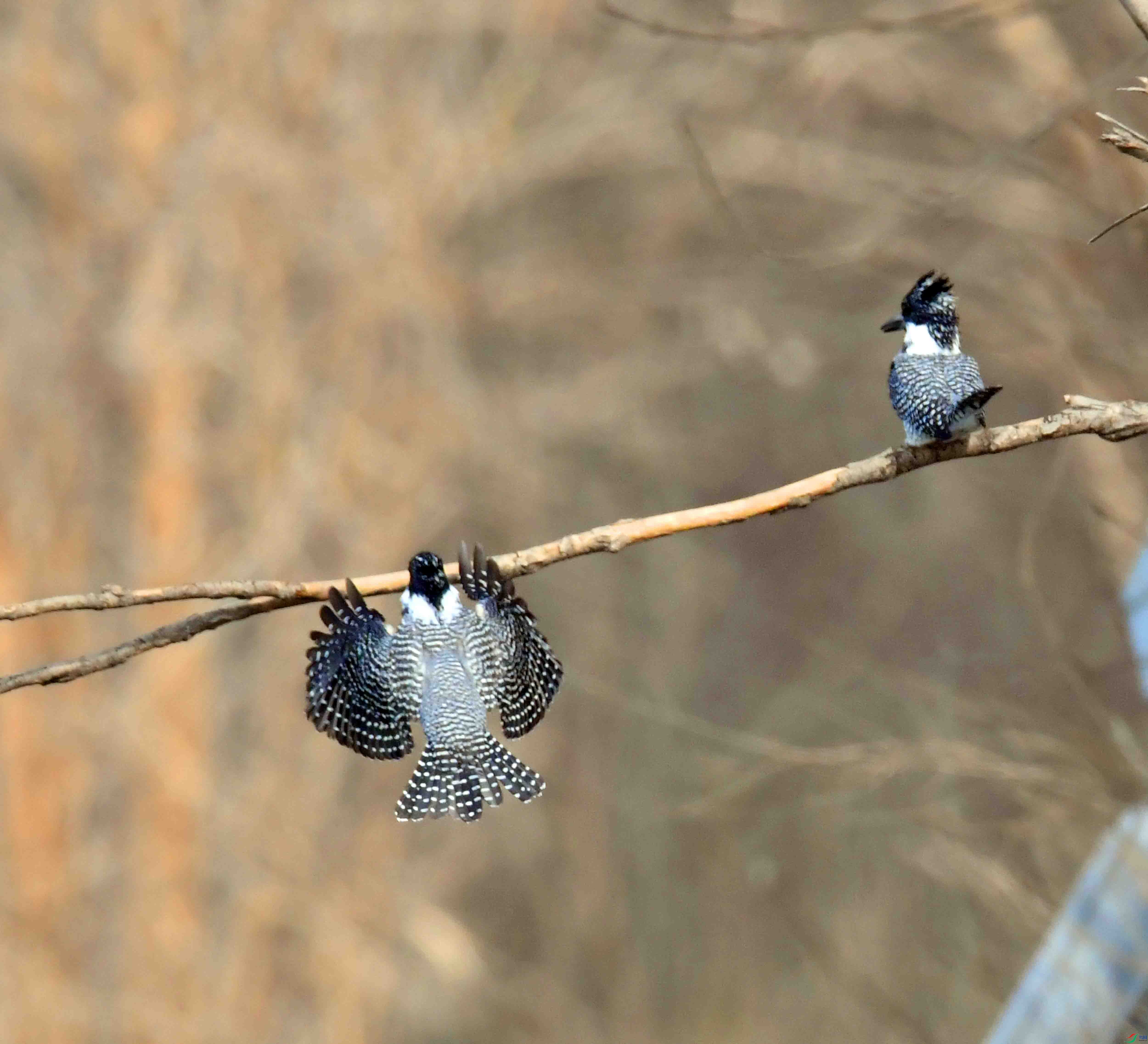 DSC_0134.JPG