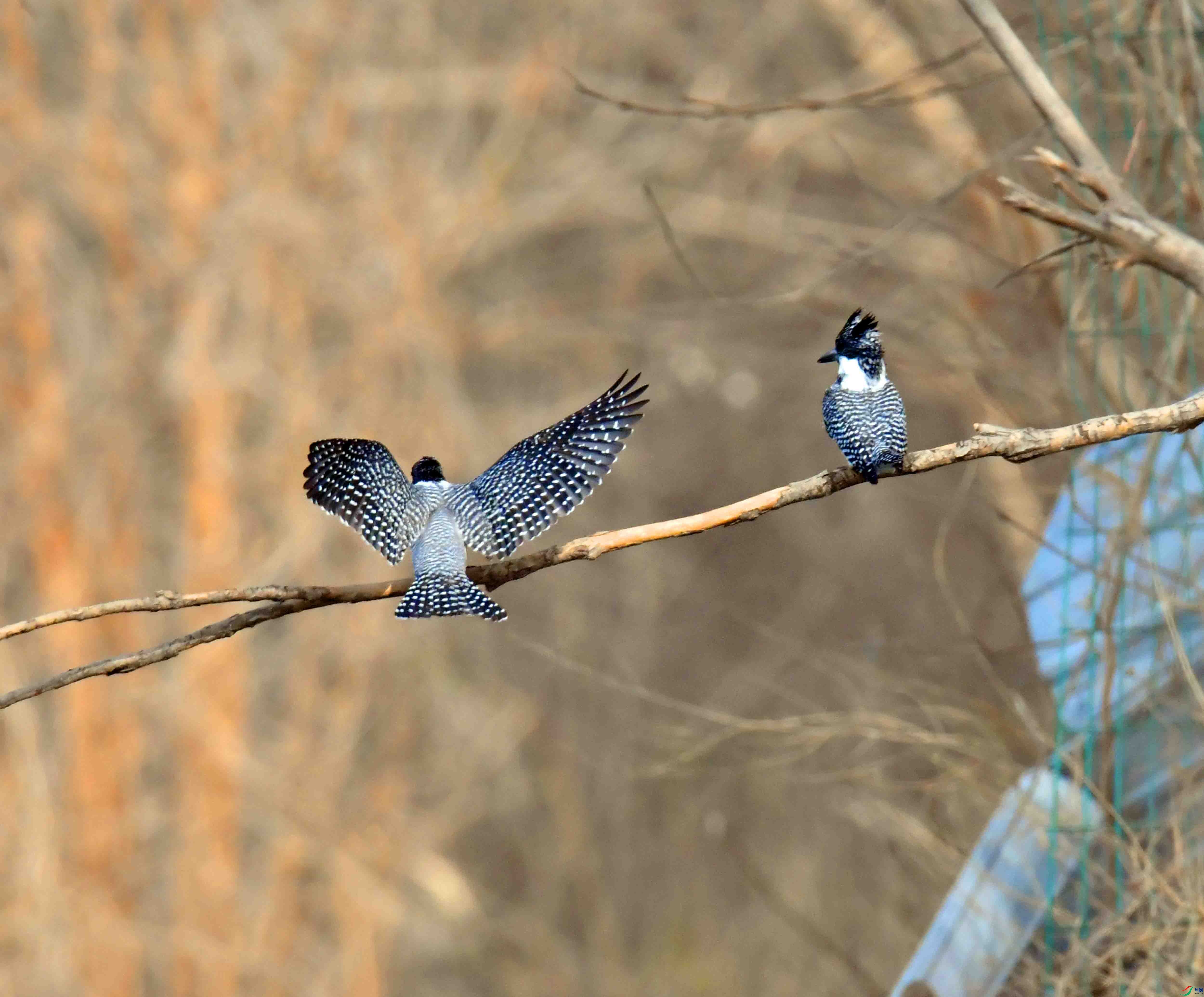 DSC_0136.JPG