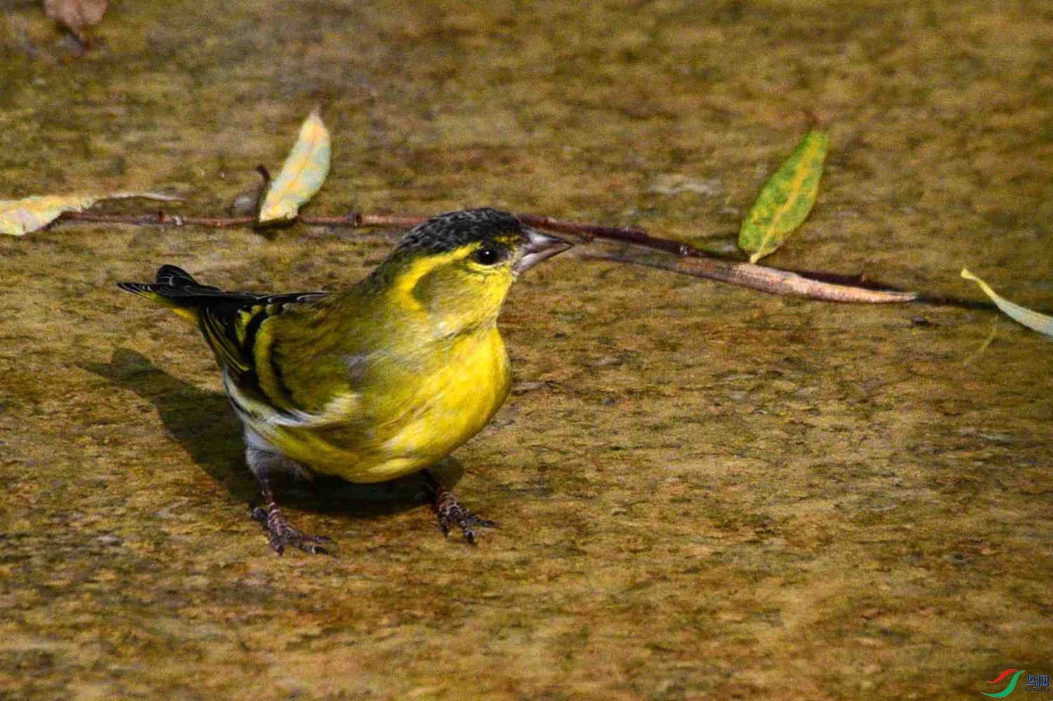 DSC_8926.JPG