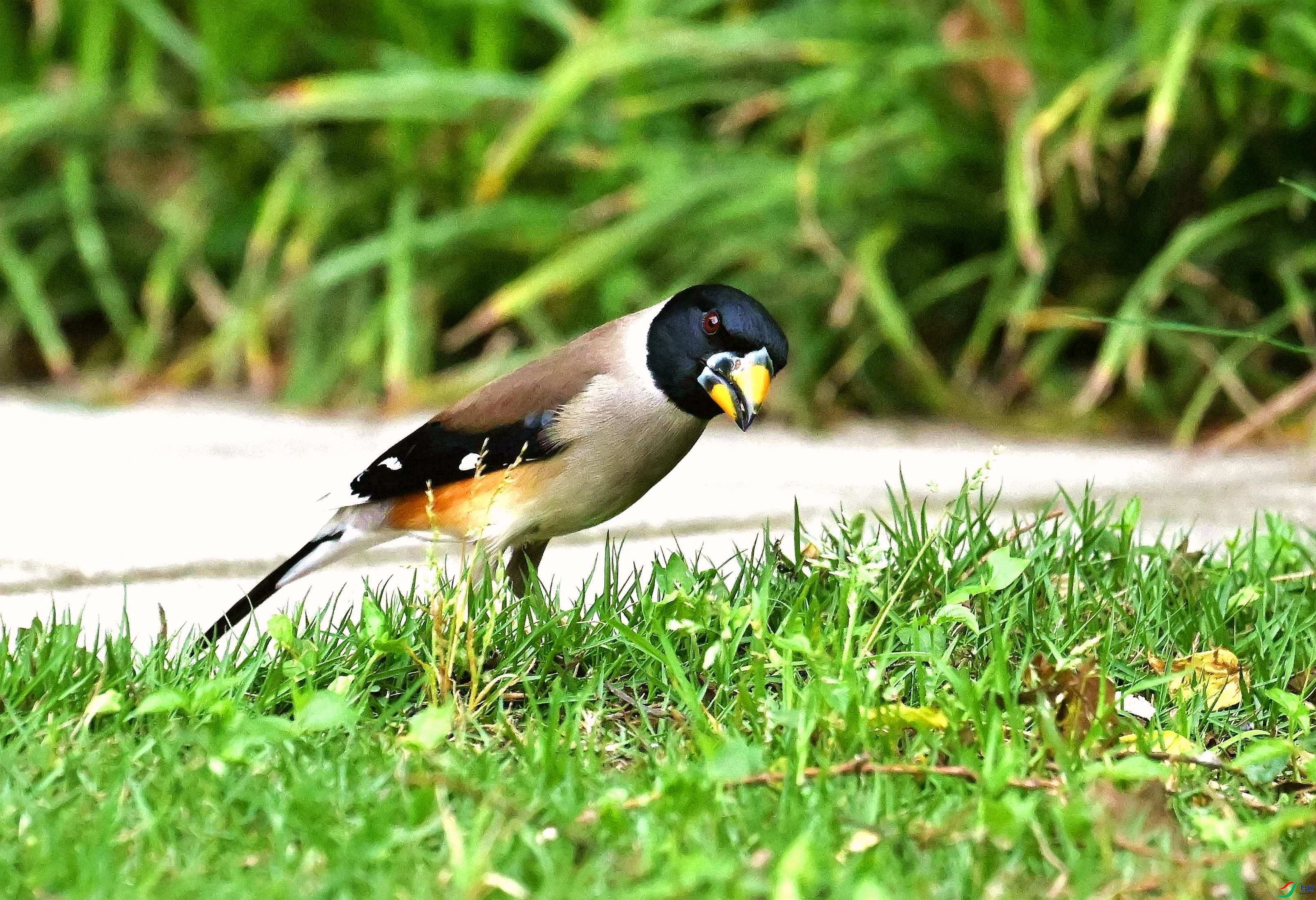DSC_9829_����.jpg