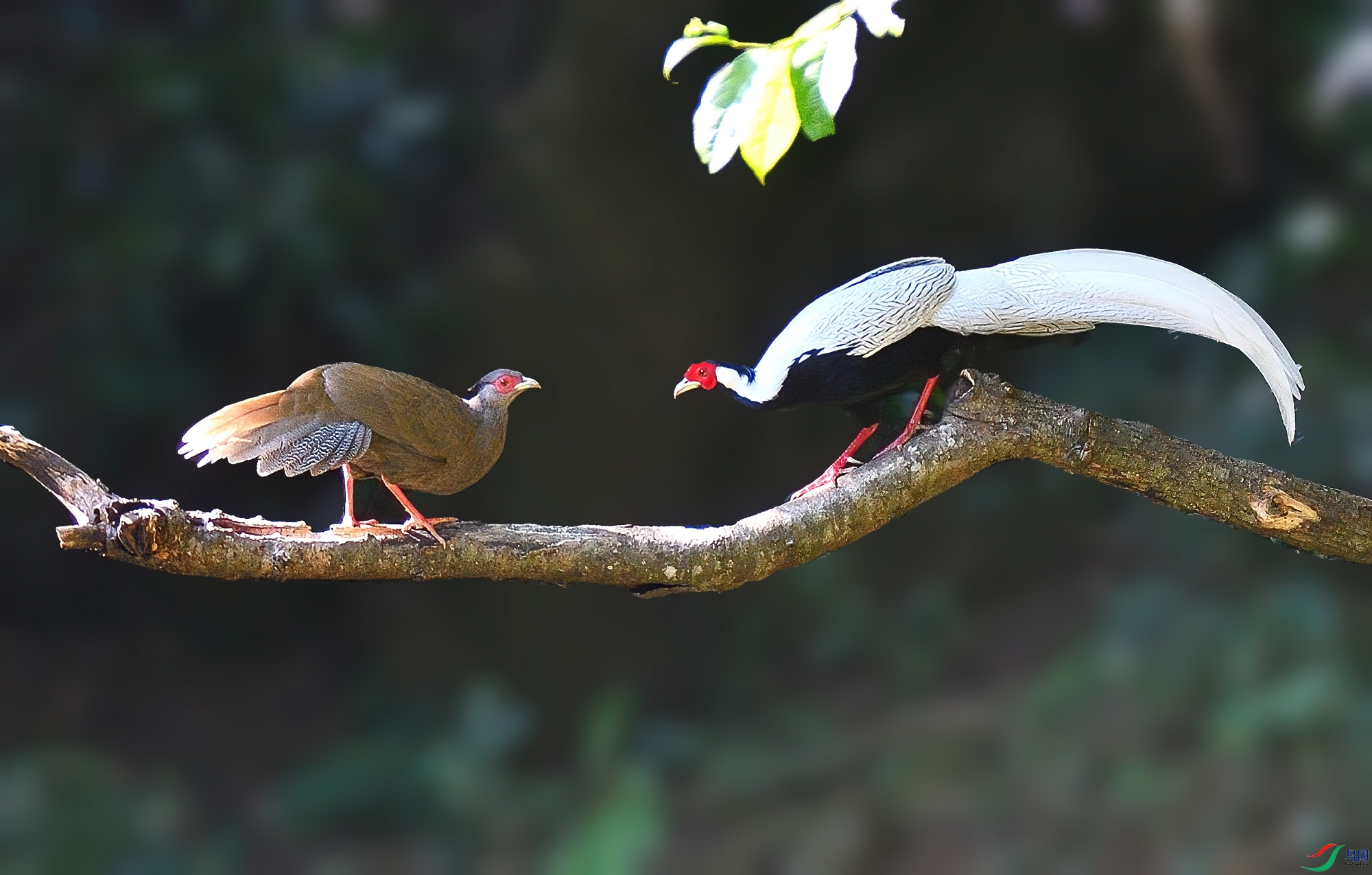 DSC_2642dmp.jpg
