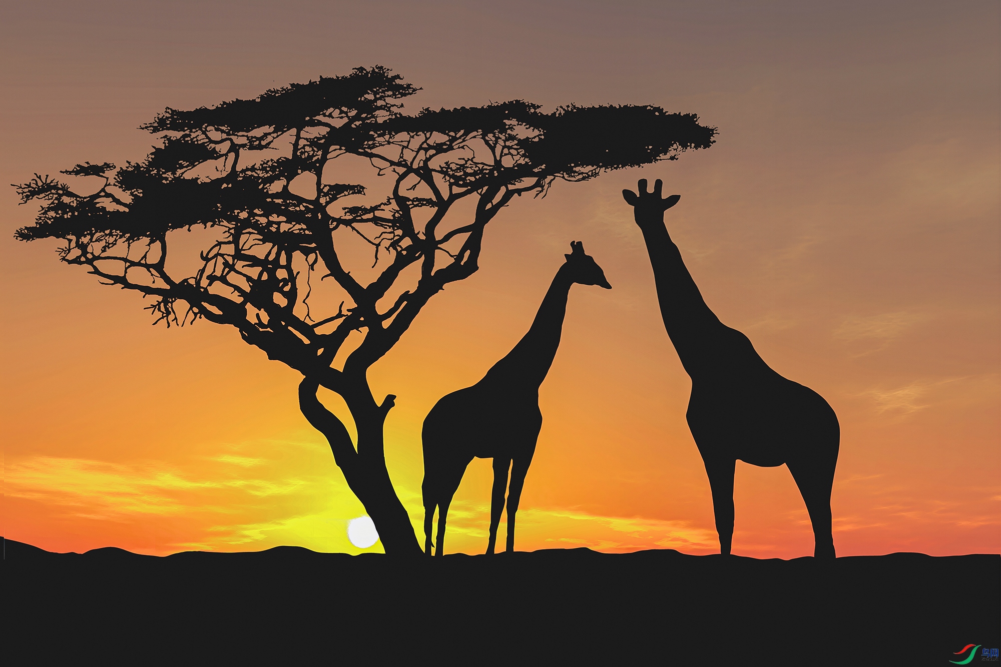 ҹĻ�µĳ���¹