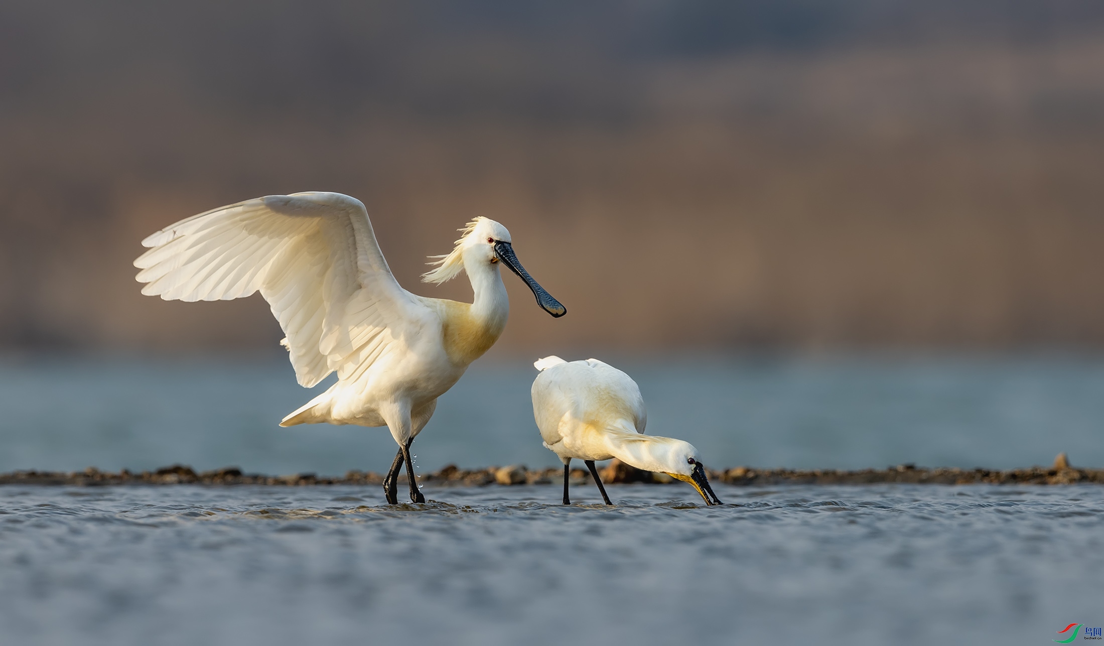 ��������