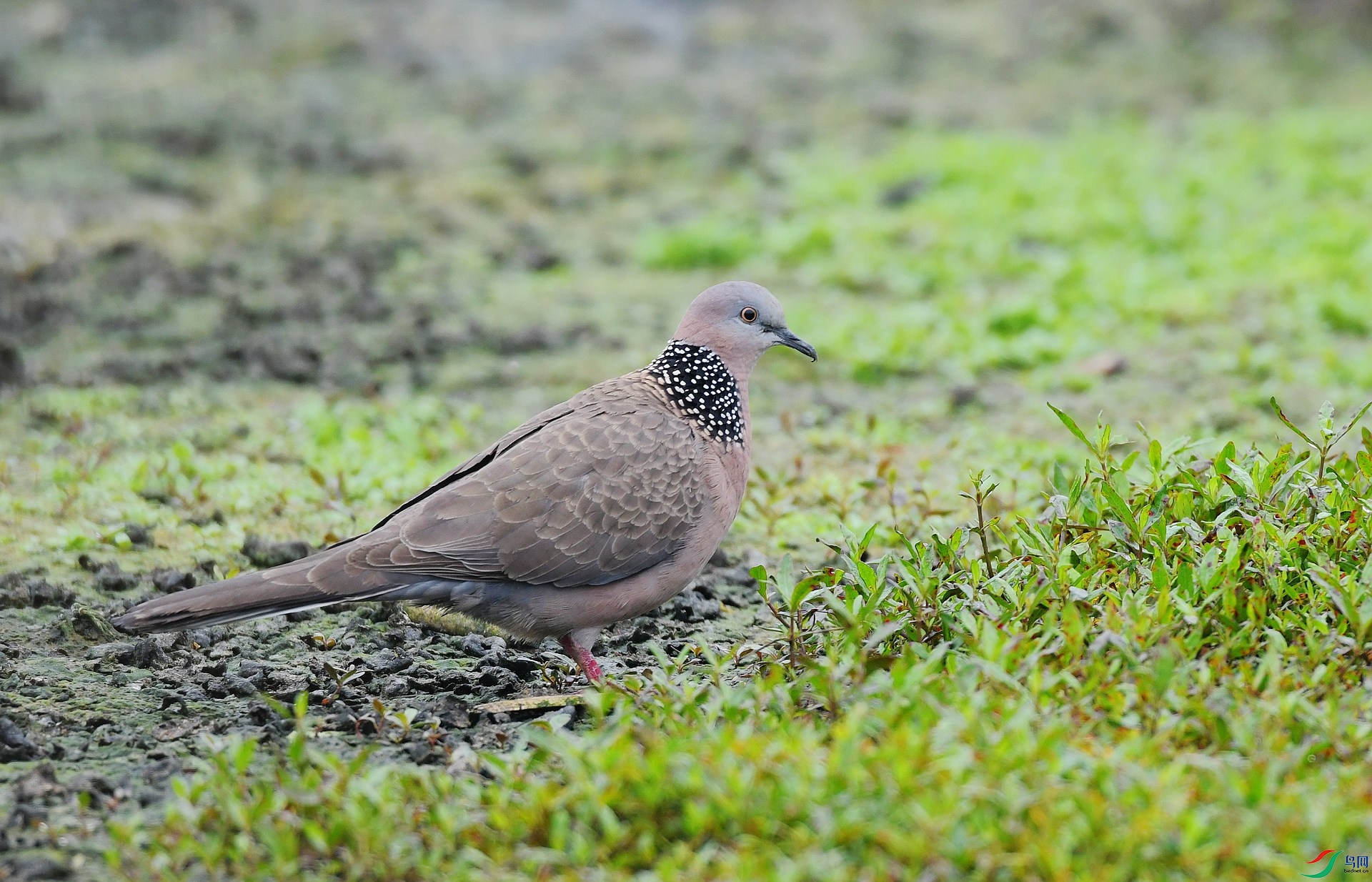 DSC_1022.jpg
