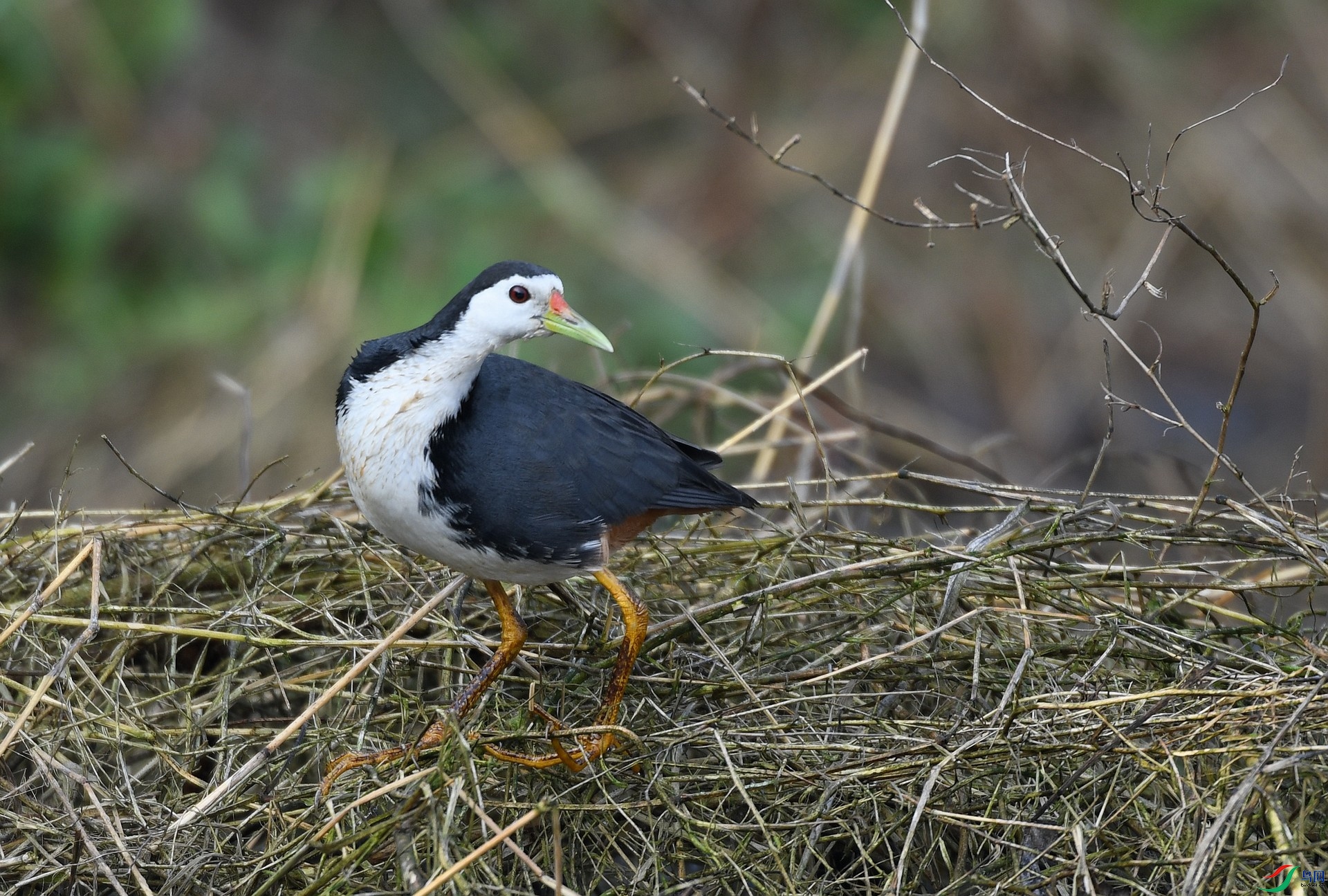DSC_8474.jpg
