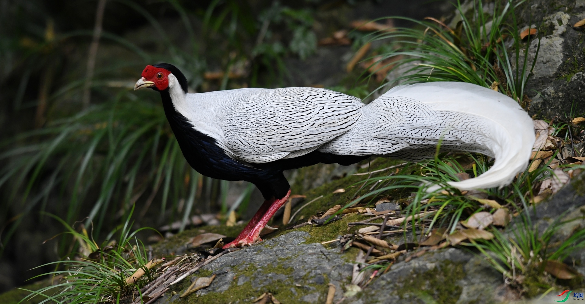 DSC_9734.jpg
