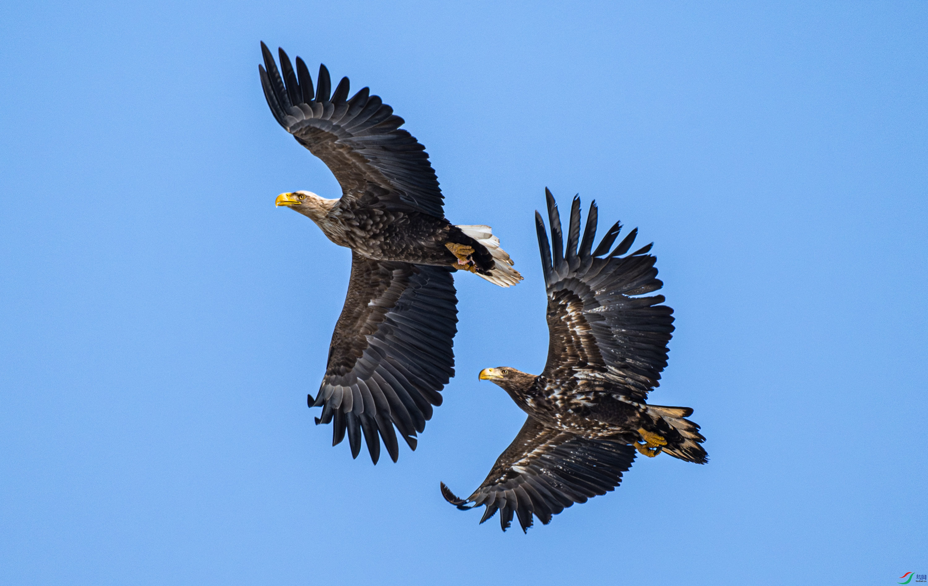 ��β����