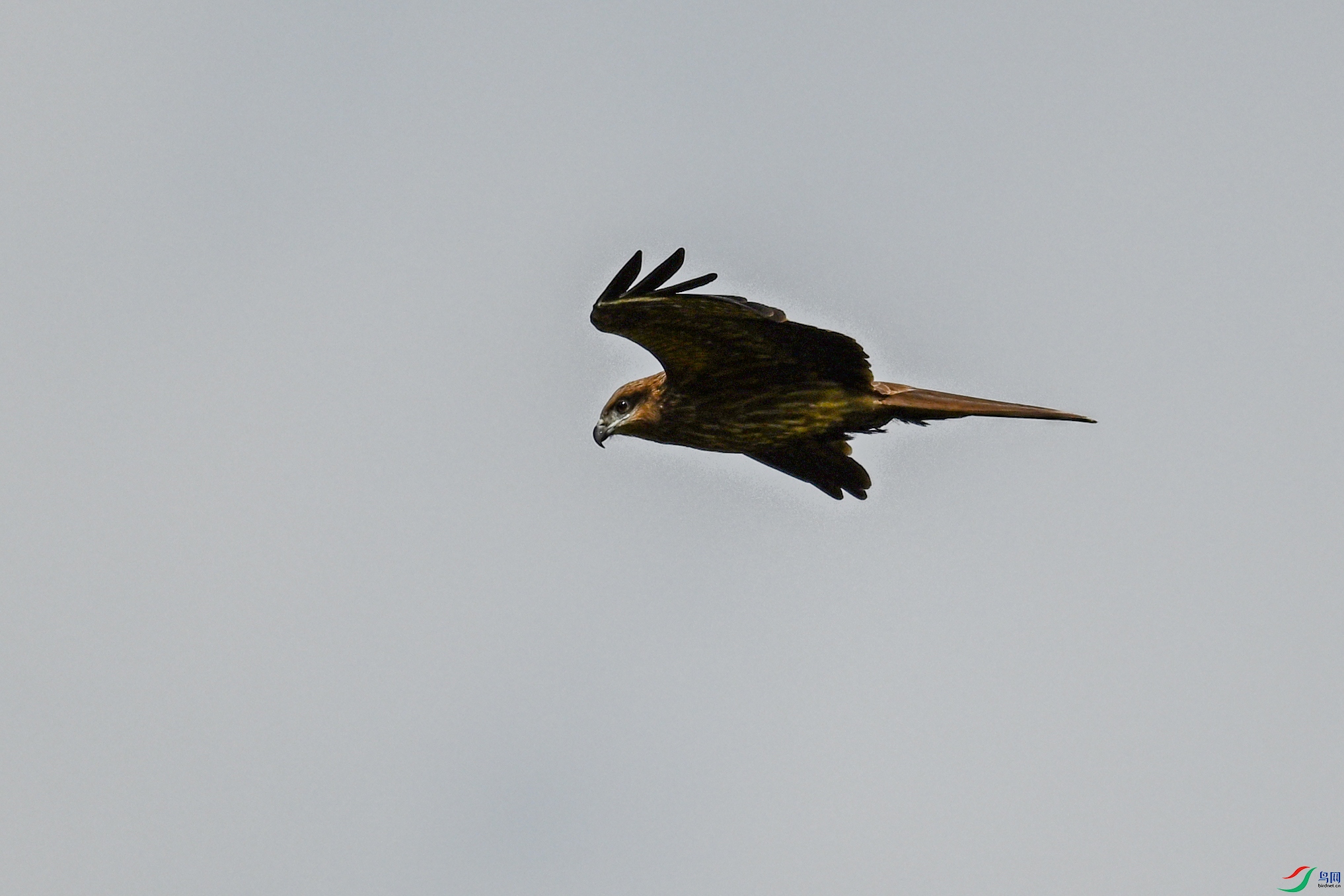 DSC_8137.JPG