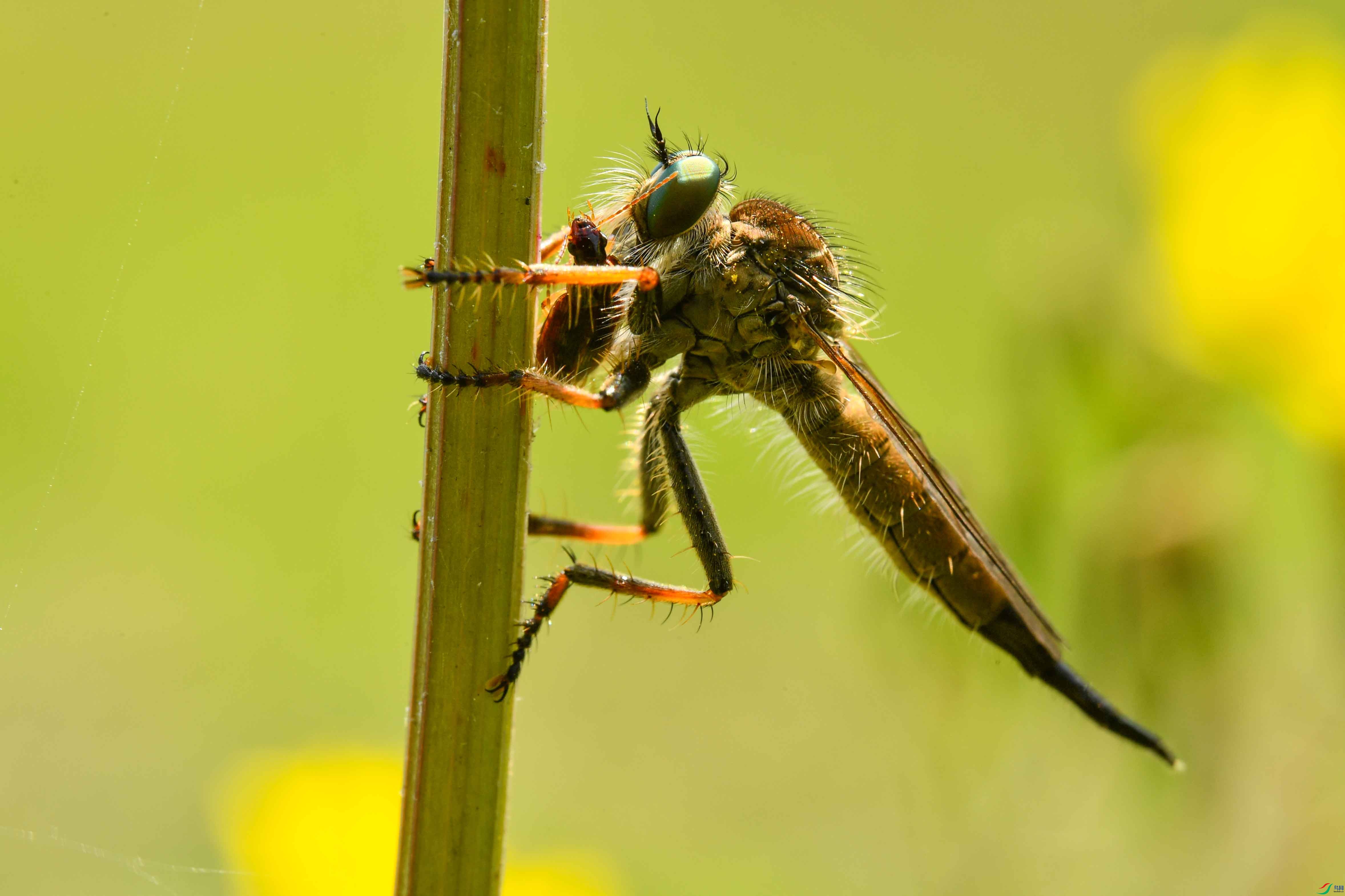 DSC_5699-0.jpg