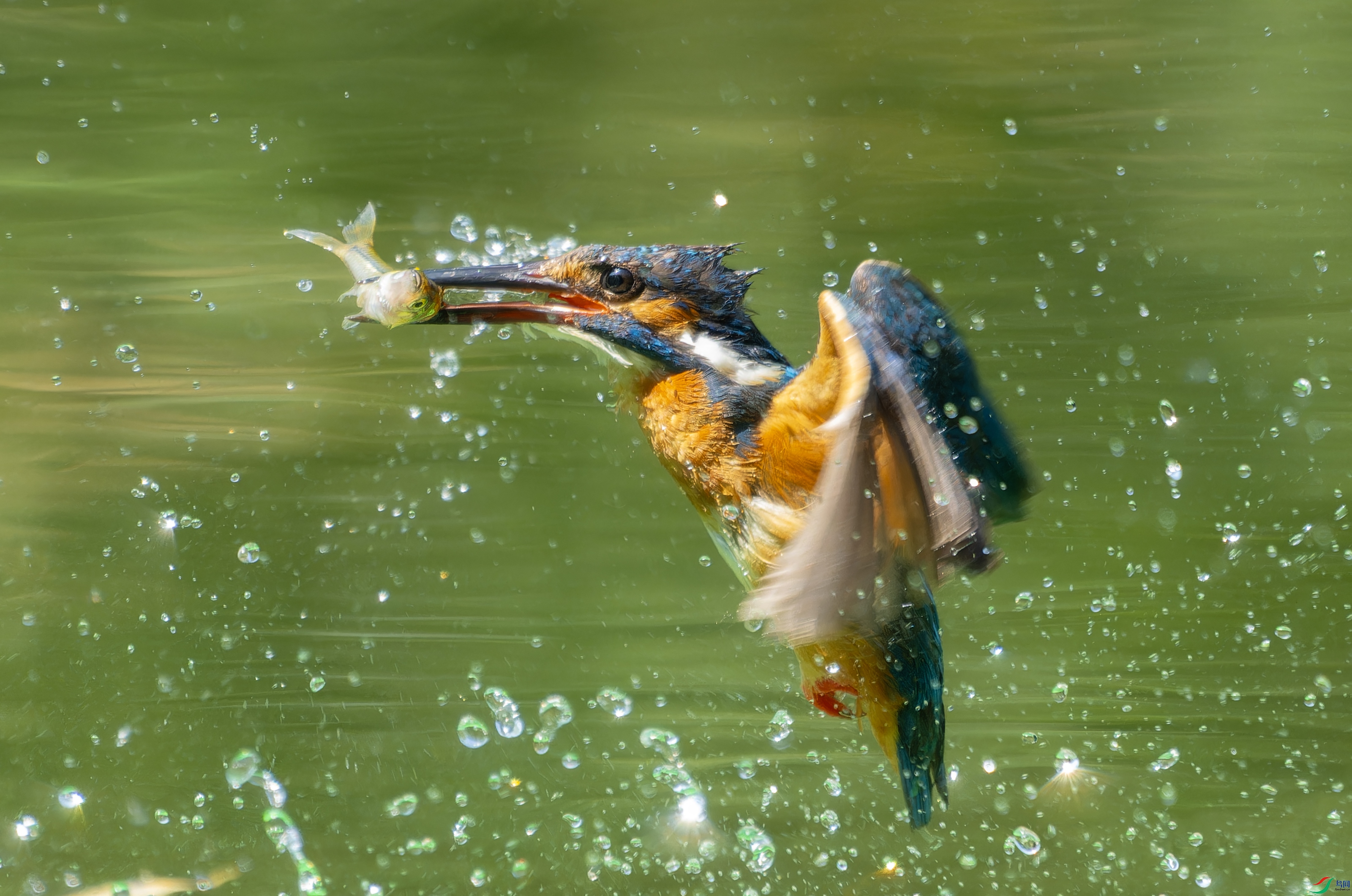 DSC00207-ARW_DxO_DeepPRIMEXD ����.jpg