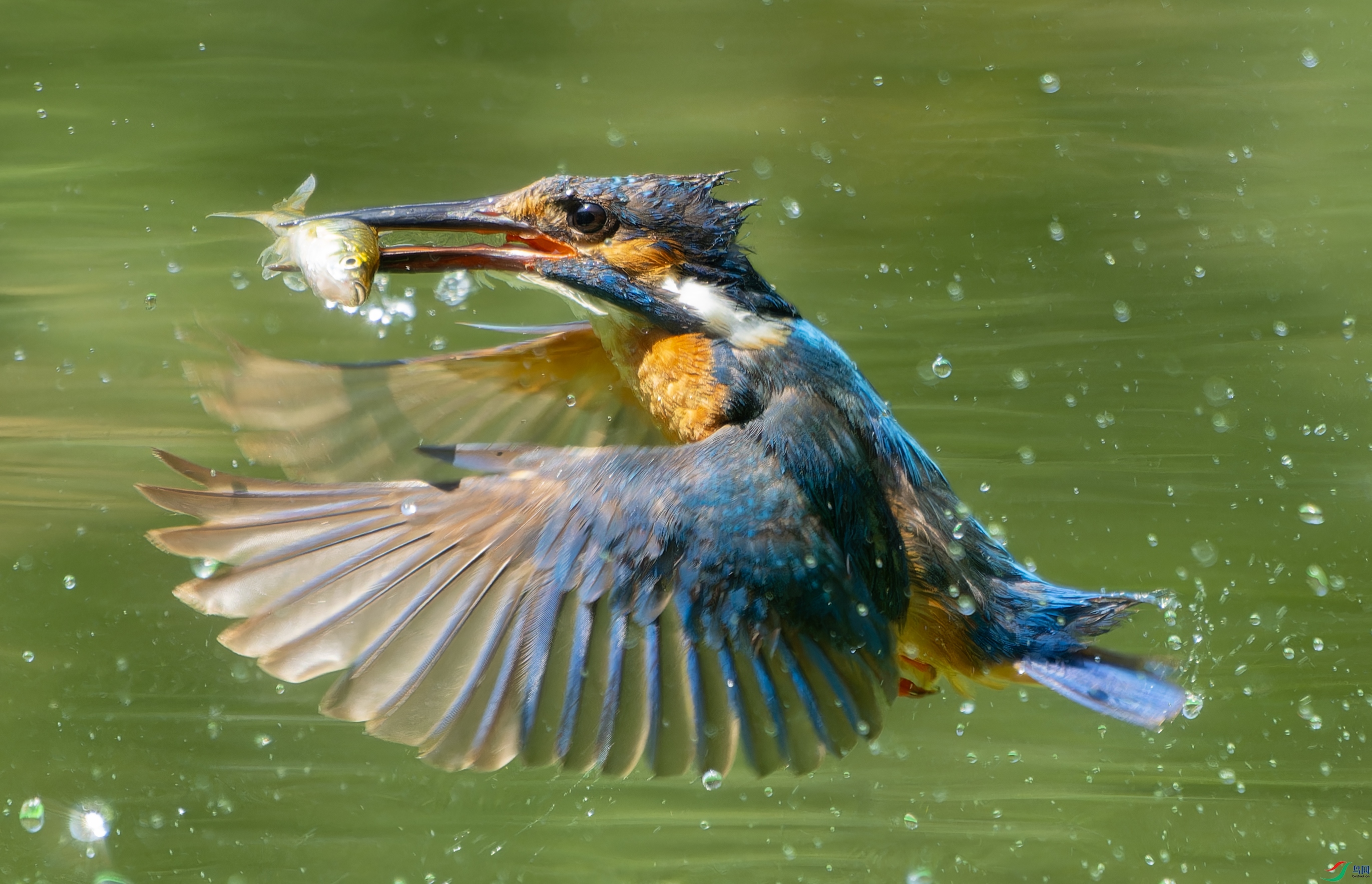 DSC00208-ARW_DxO_DeepPRIMEXD ����.jpg