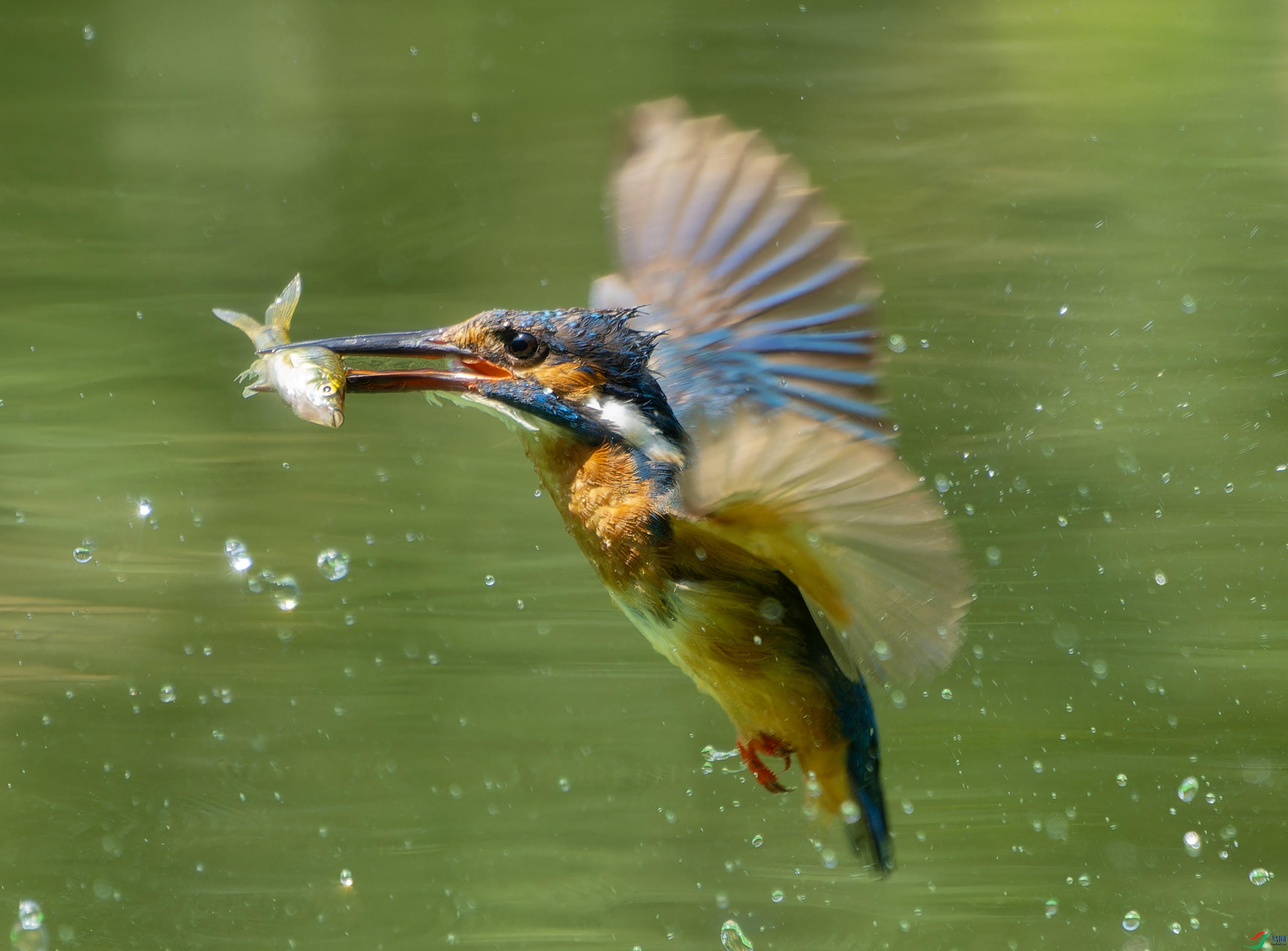 DSC00209-ARW_DxO_DeepPRIMEXD ����.jpg