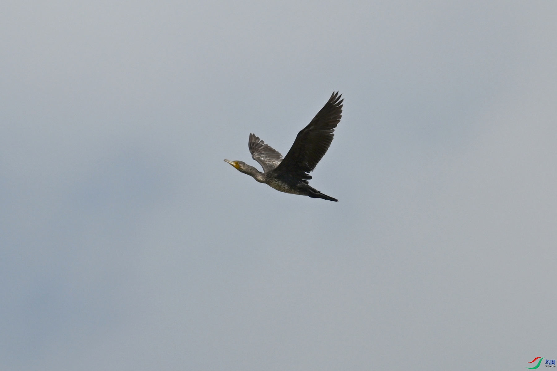 DSC_8041.JPG