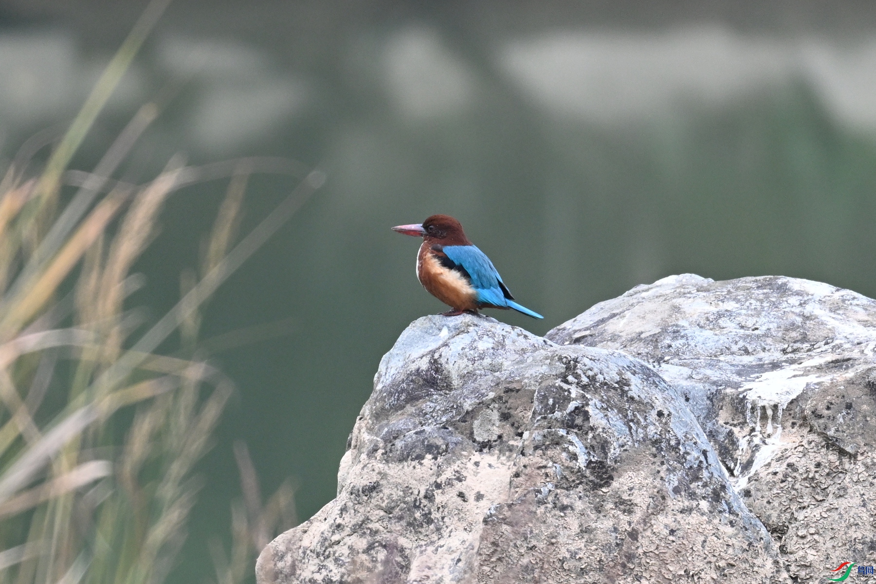 DSC_6787.JPG
