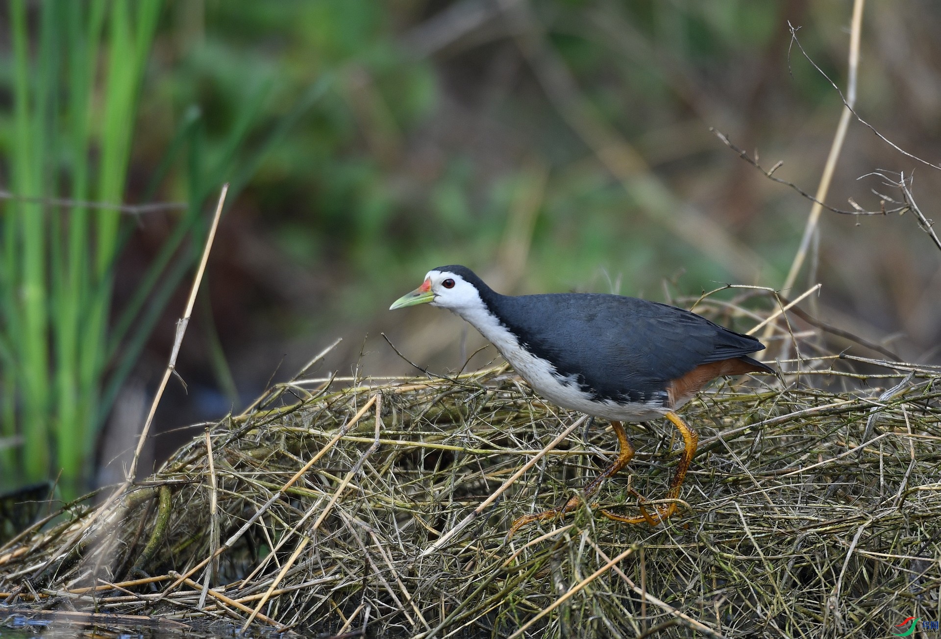 DSC_8471.jpg