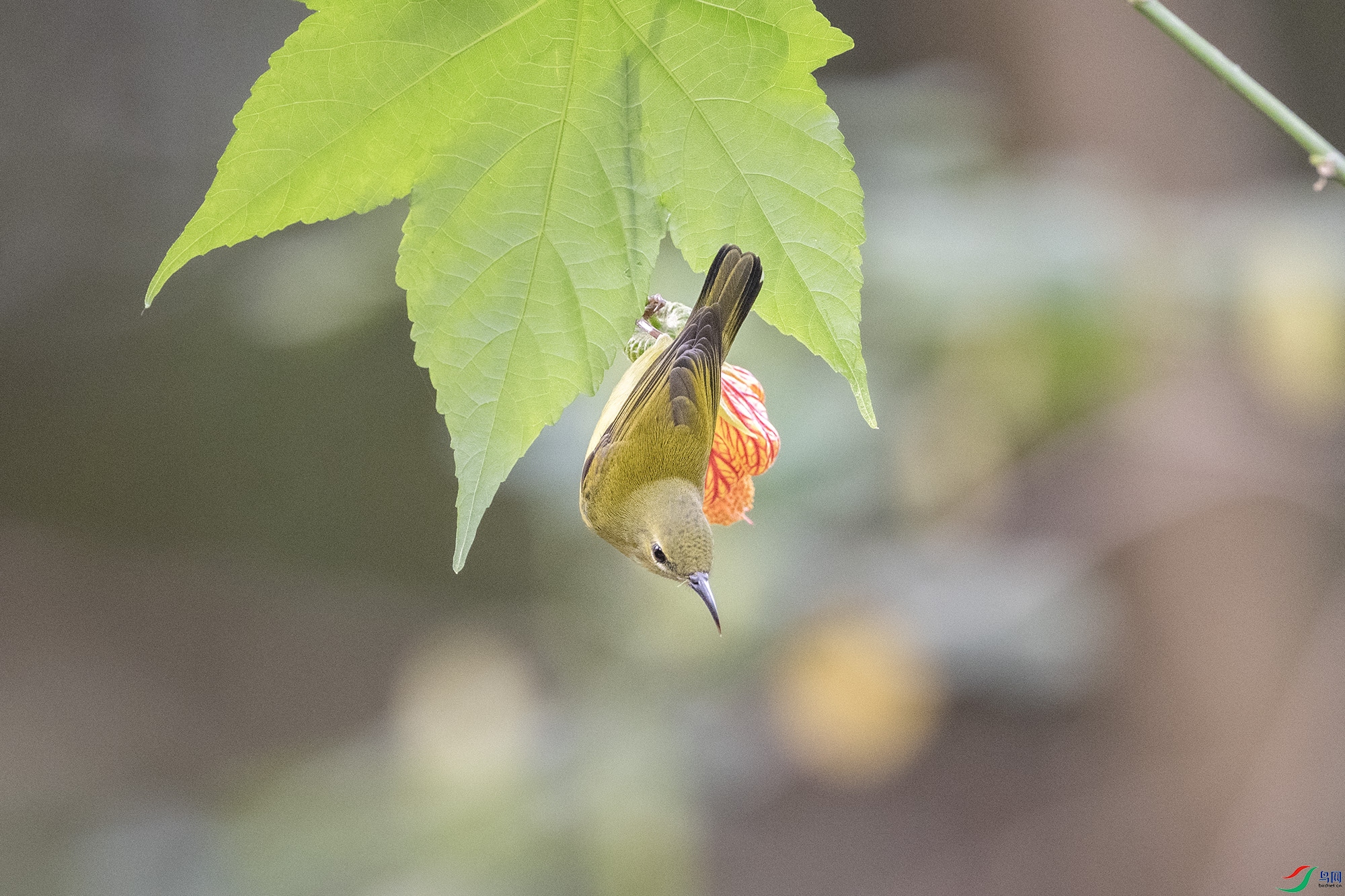 DSC_6827.jpg