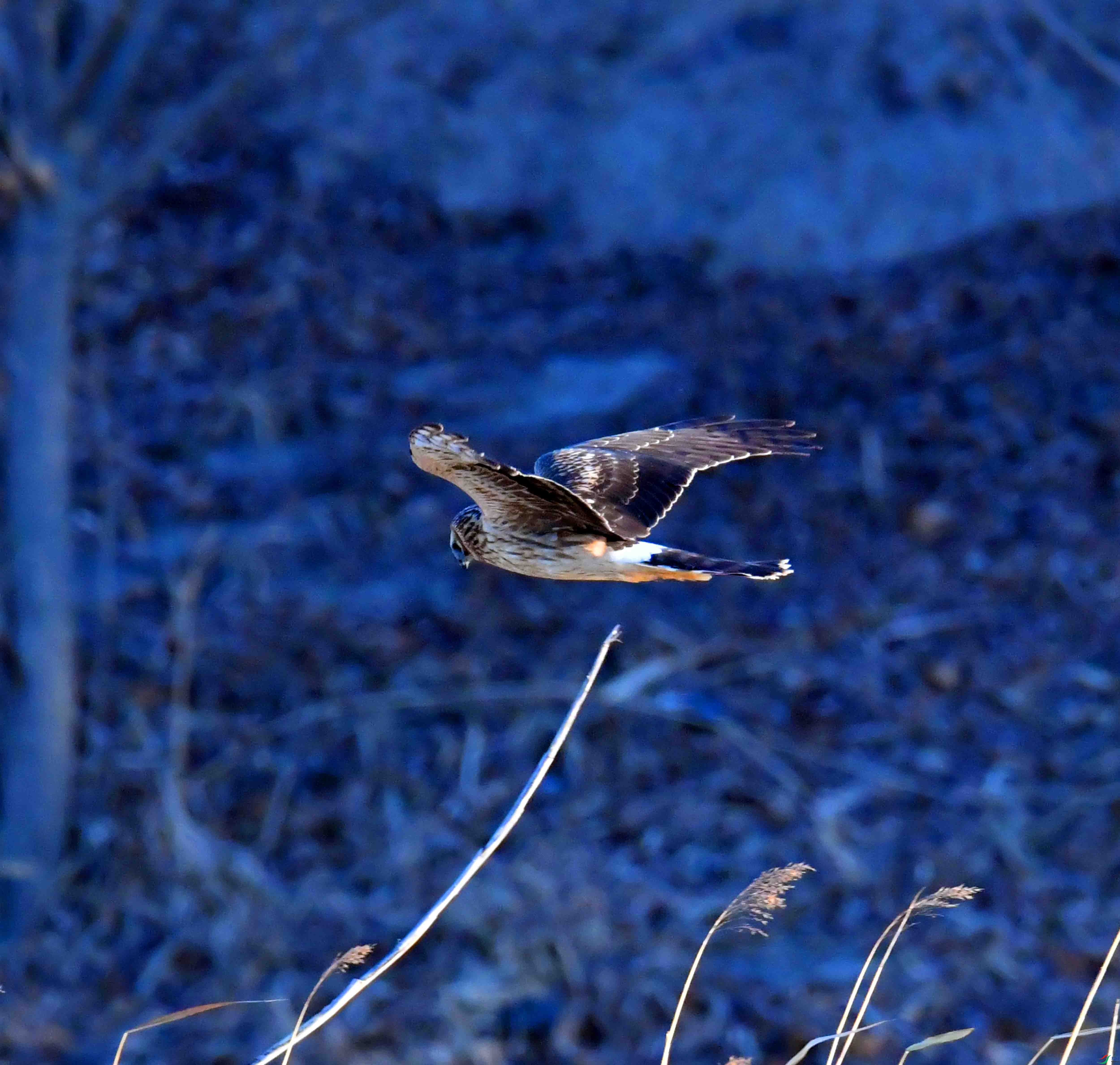 DSC_0084.JPG