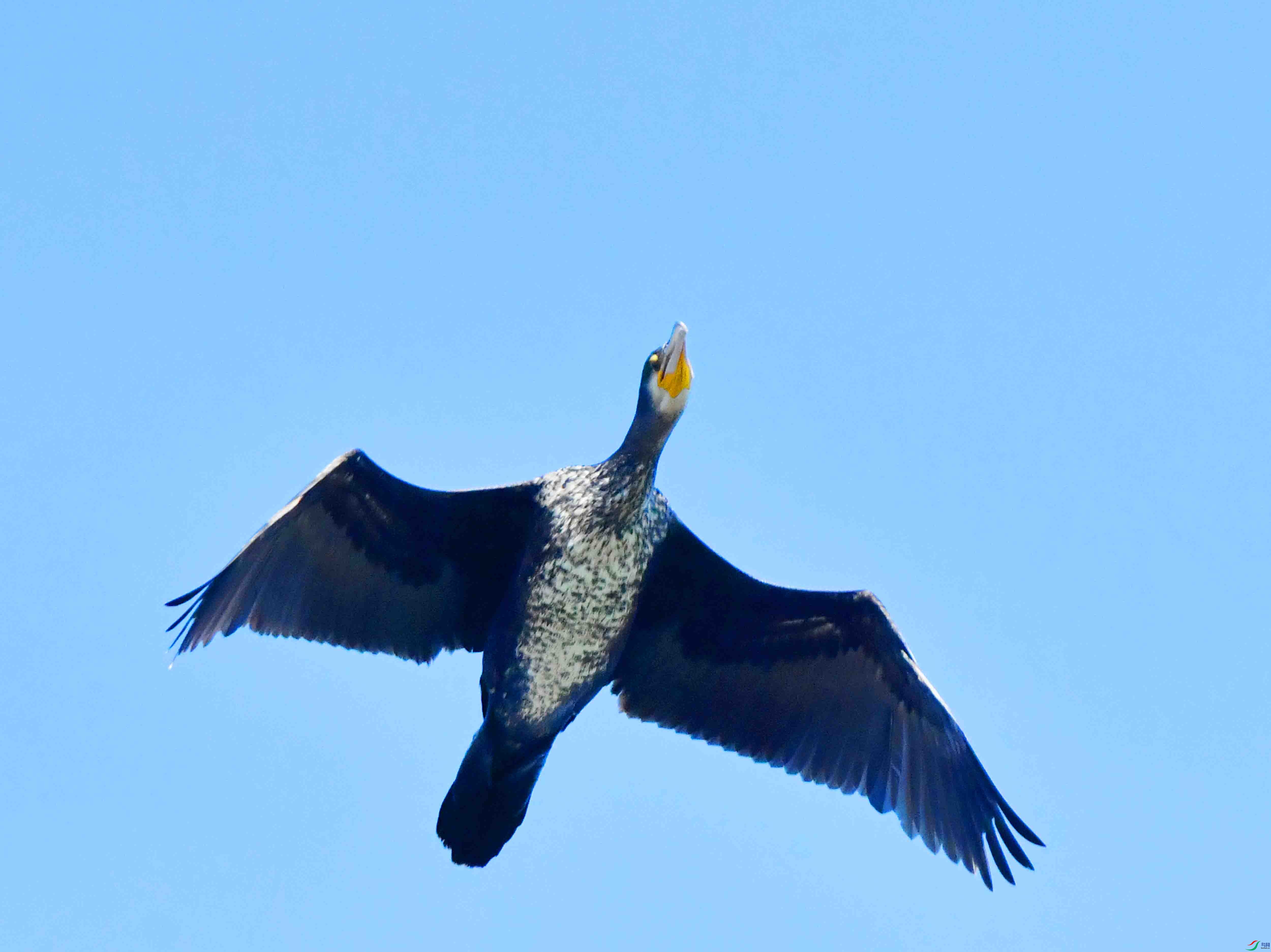 DSC_1566.JPG