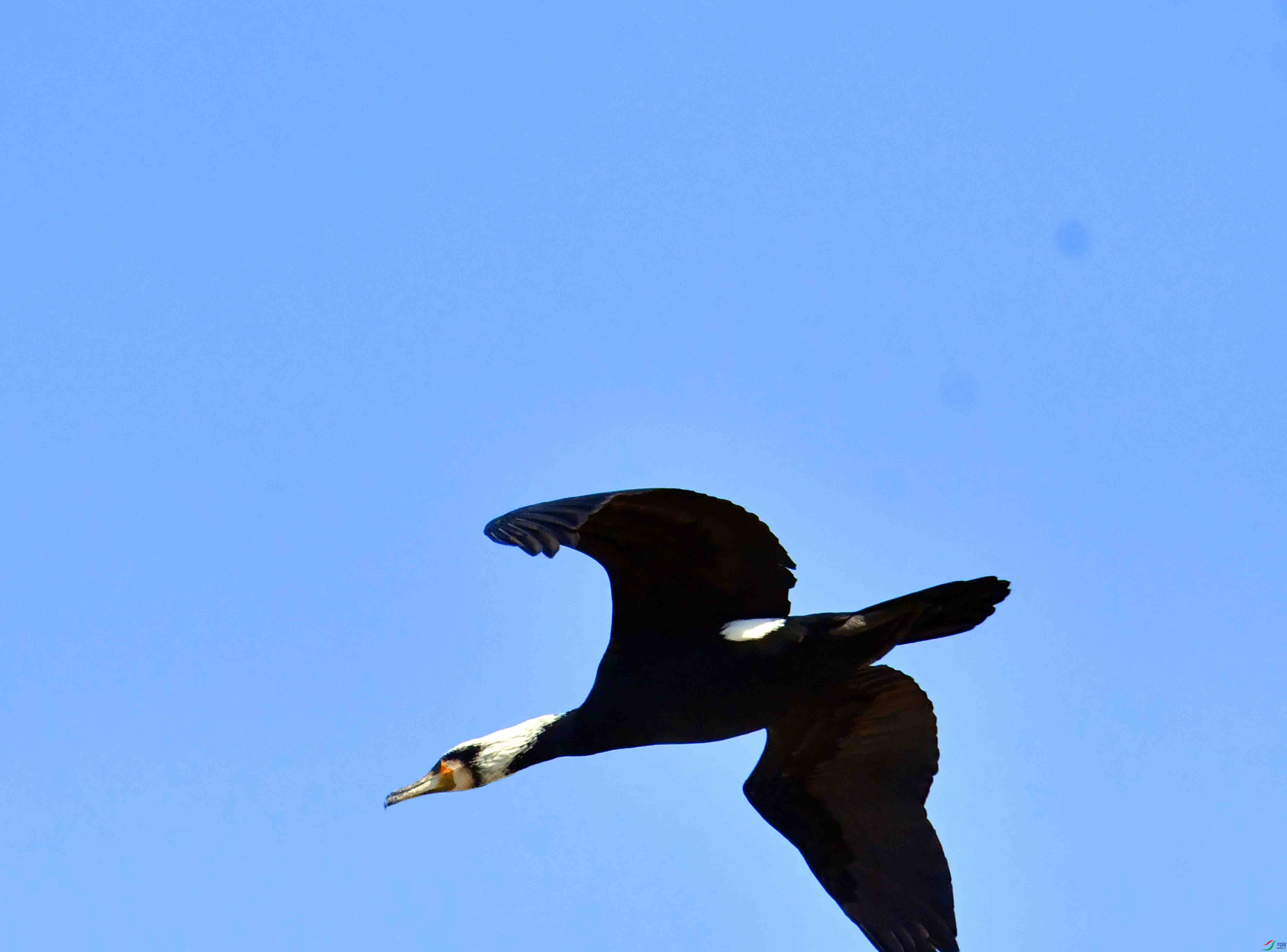 DSC_1586.JPG