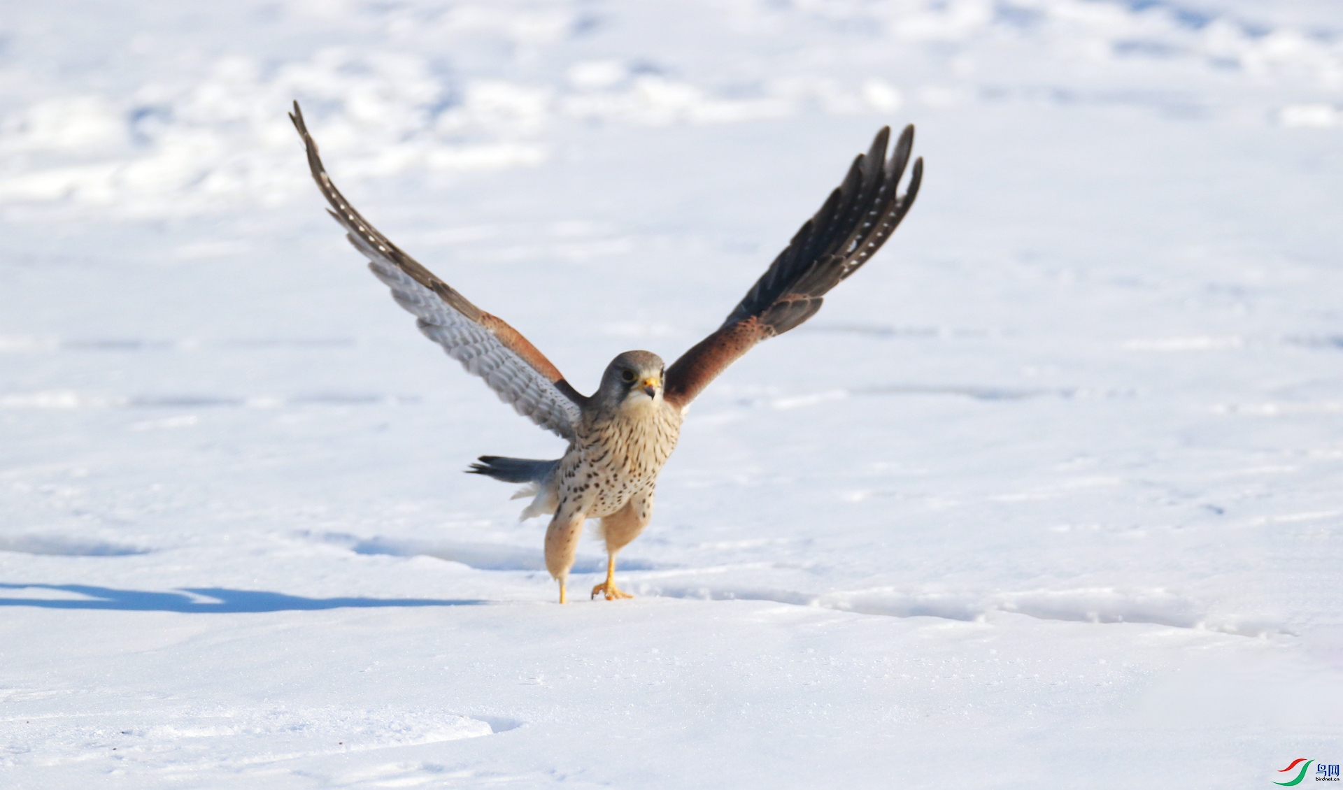 0G1A0067 ����.jpg