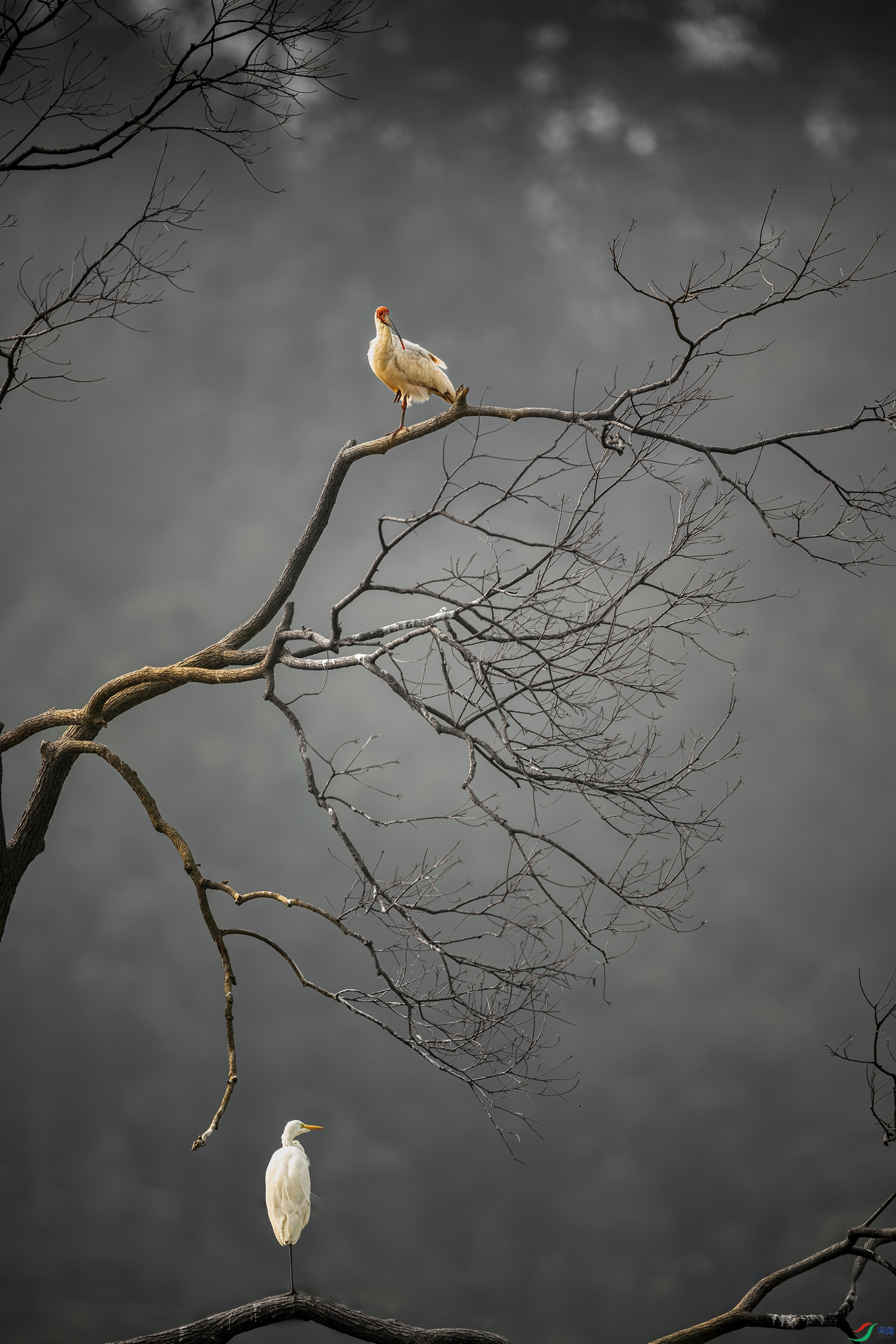 ˫������