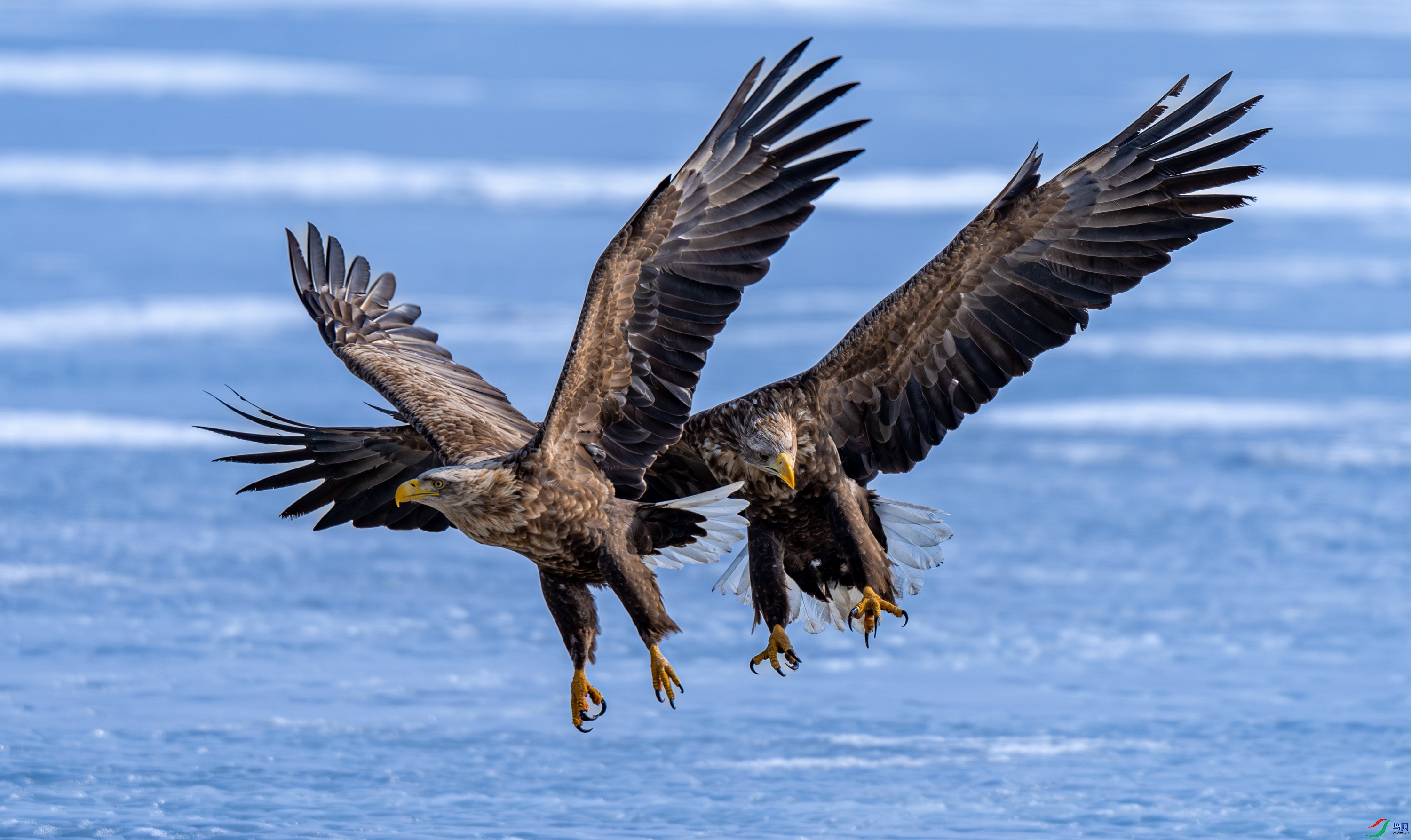 ��β����