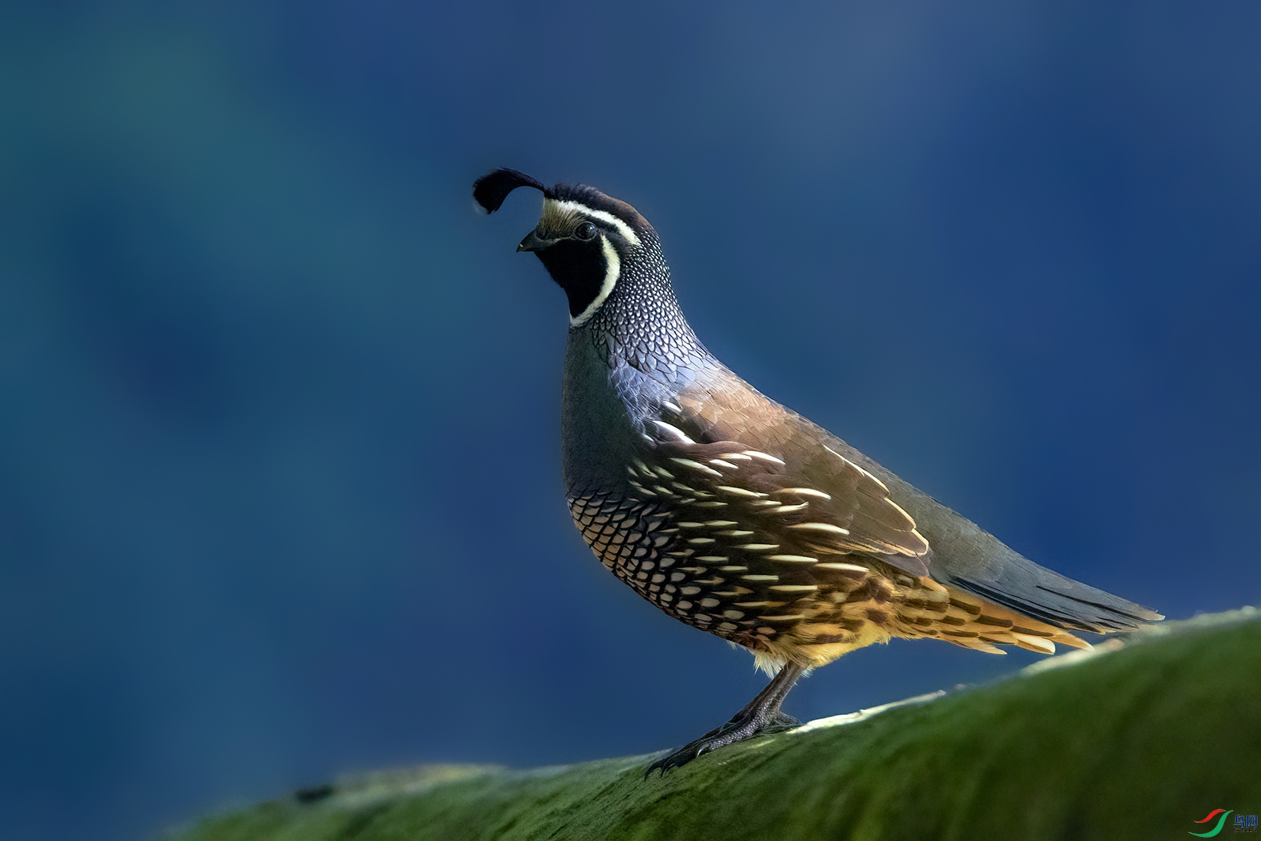 1P8A5240.jpg