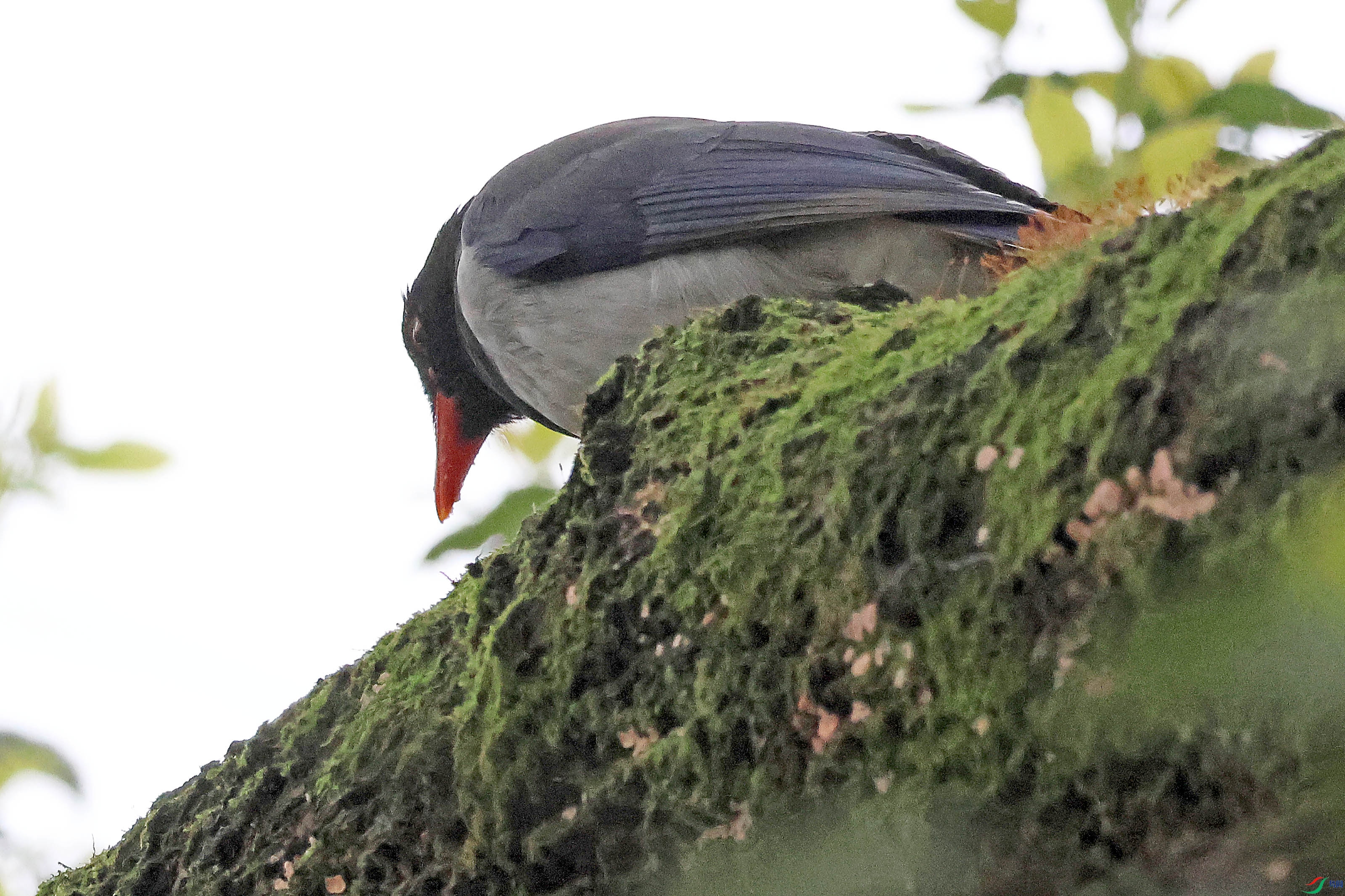 2G9A9995.JPG