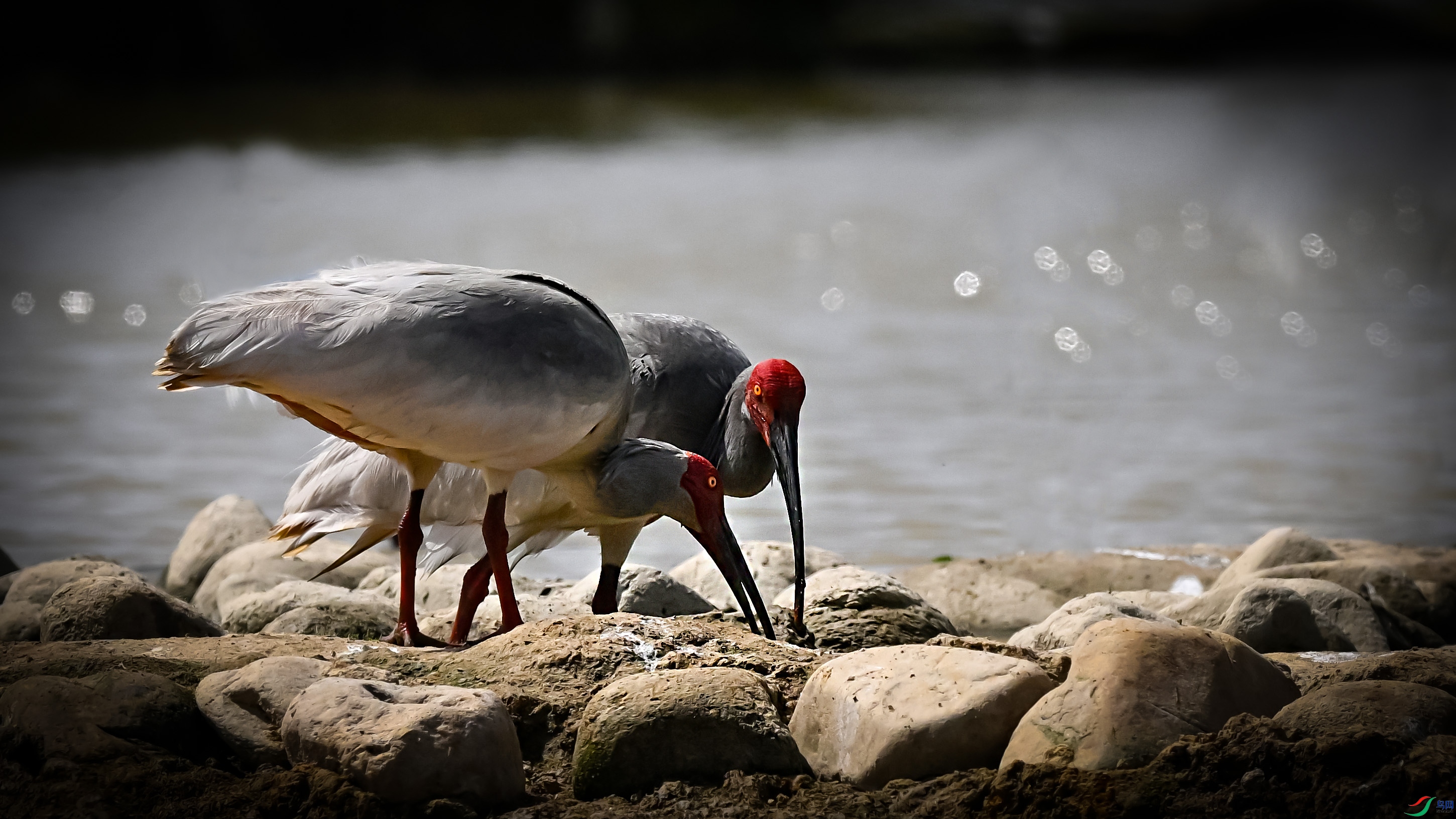 DSC_0870x.jpg