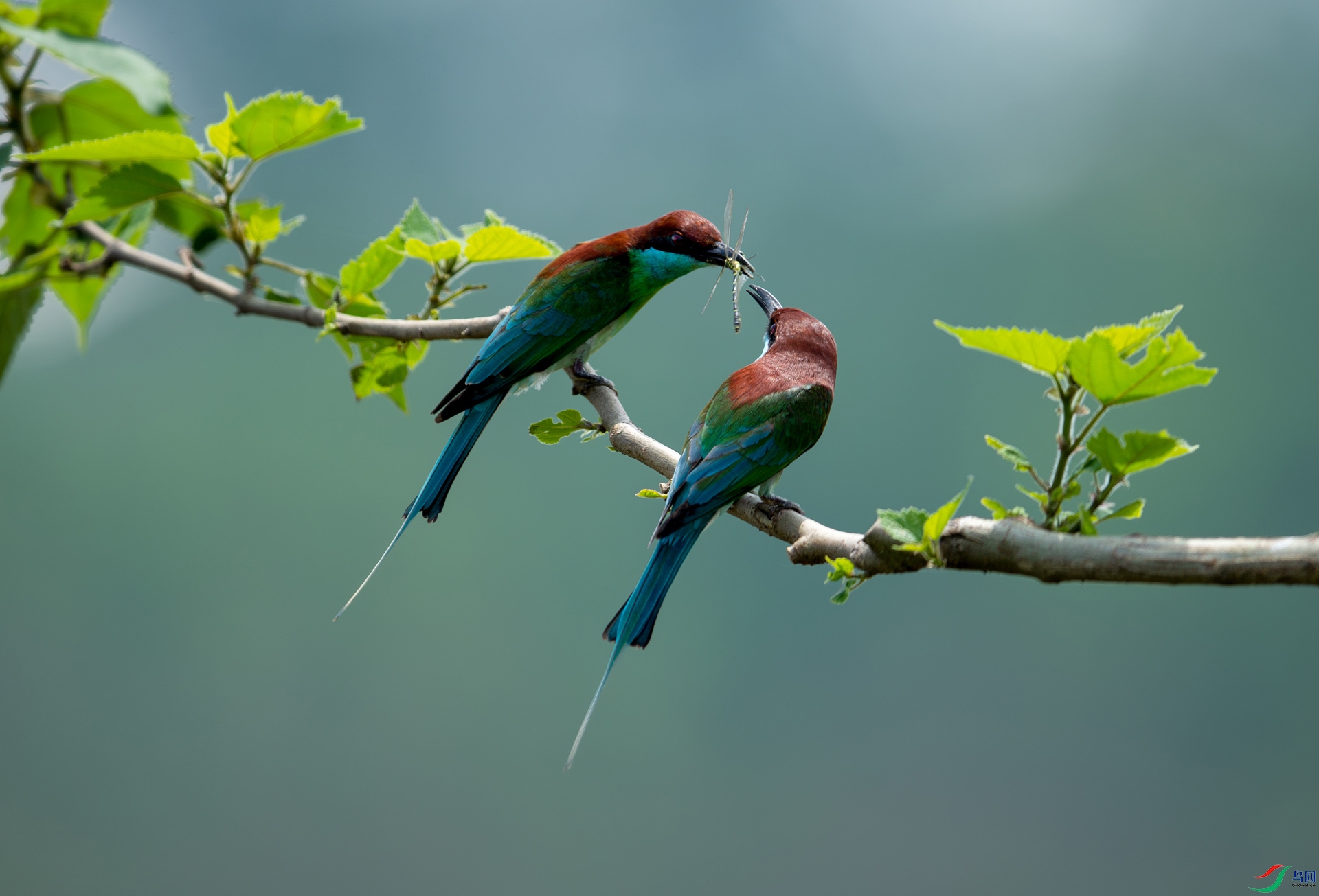 DSC_0143-����ǿ-NR.jpg