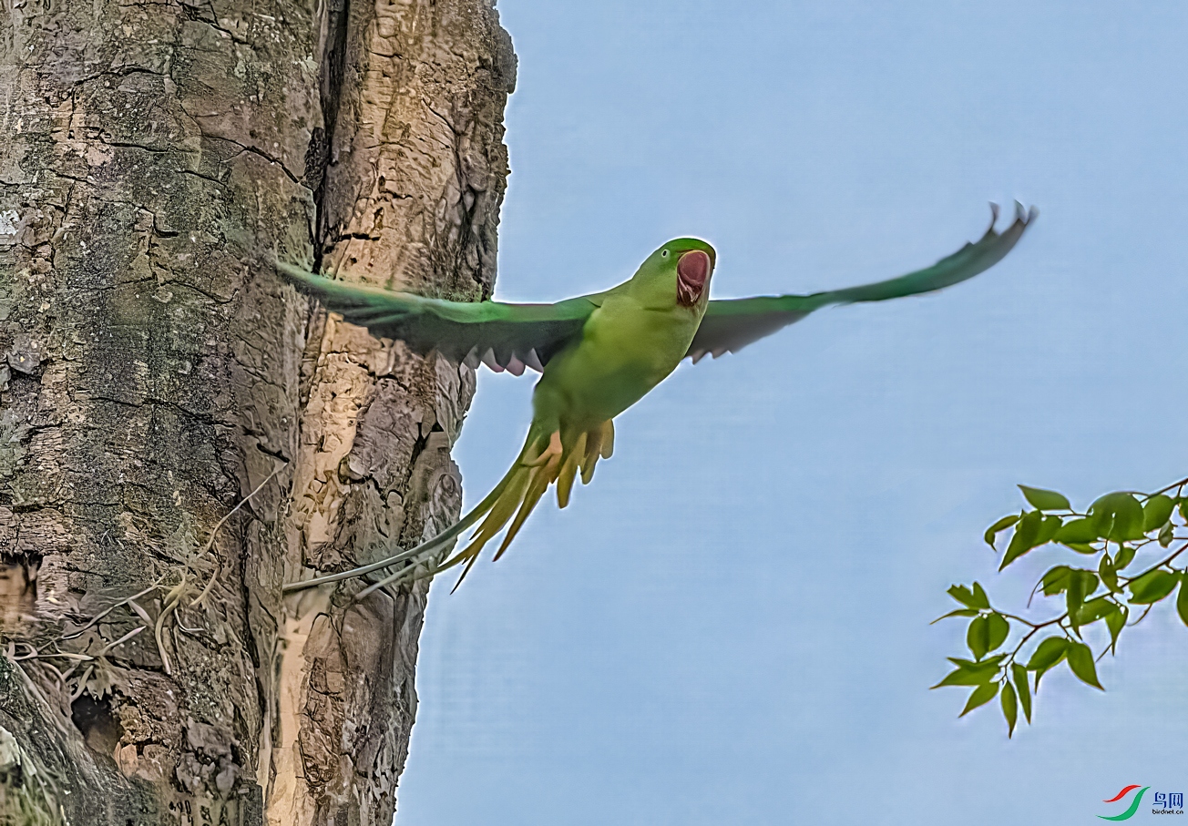 ����ɽ������