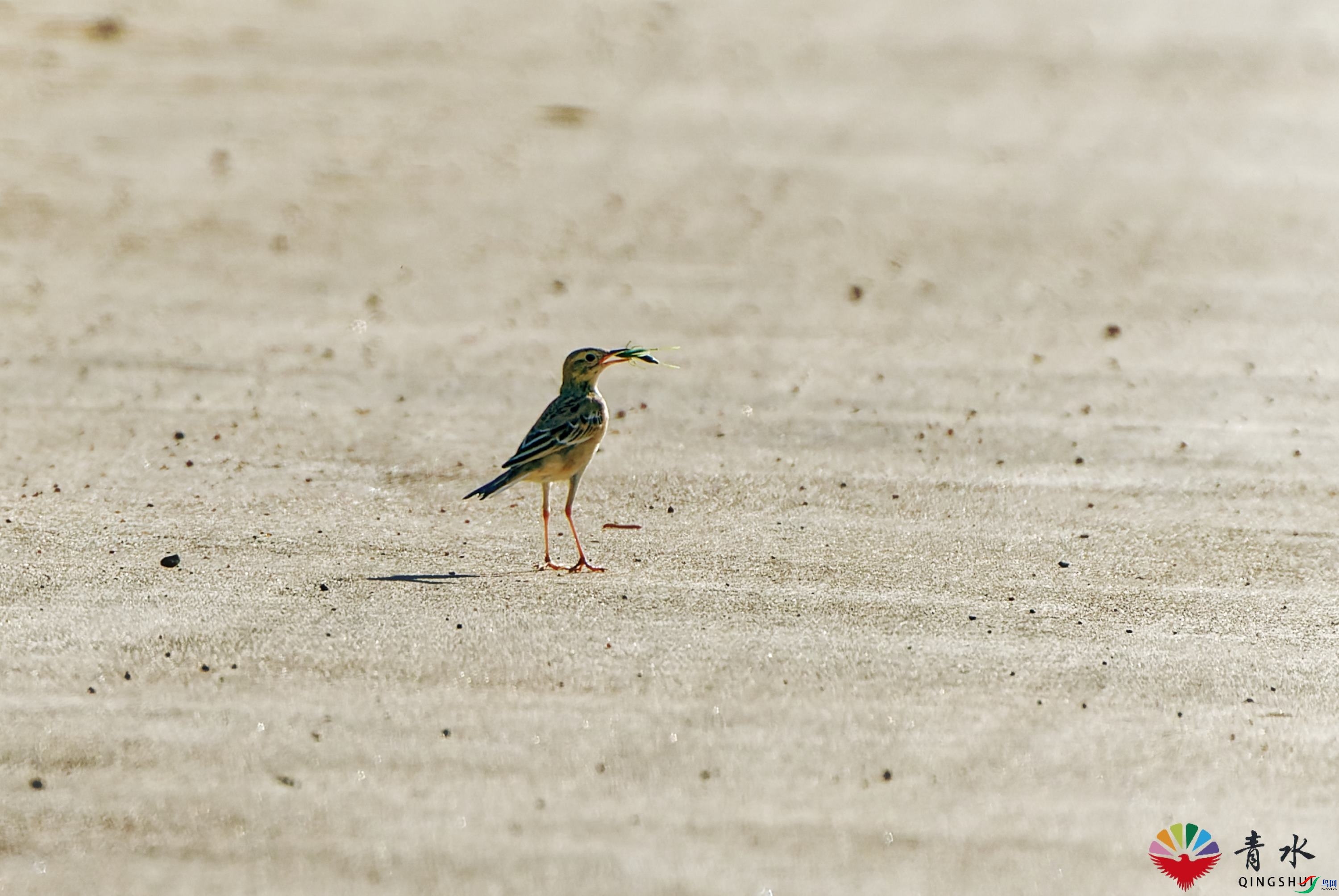 DSC03773_DxO.jpg
