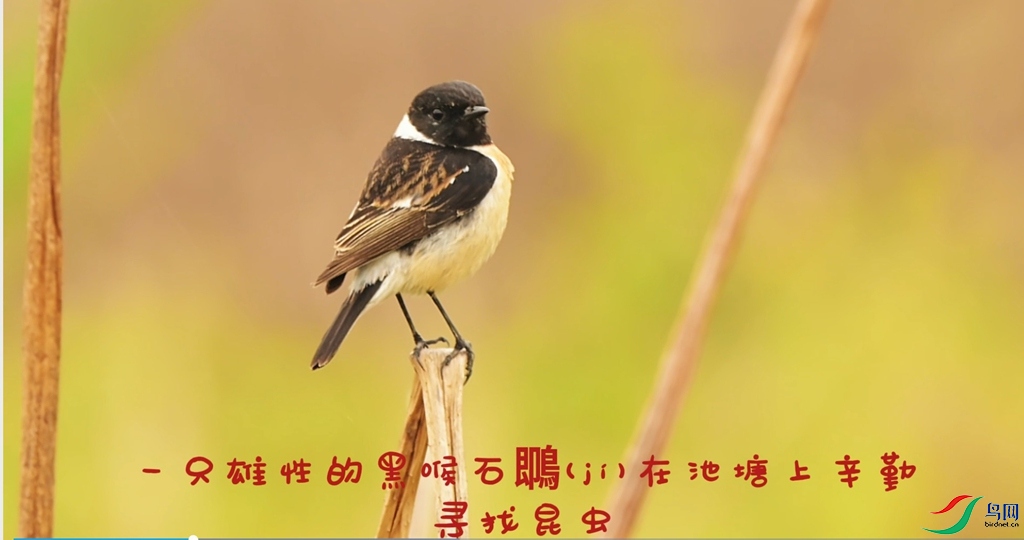 ��Ļ��ͼ_12-4-2025_142312_www.birdnet.cn.jpeg