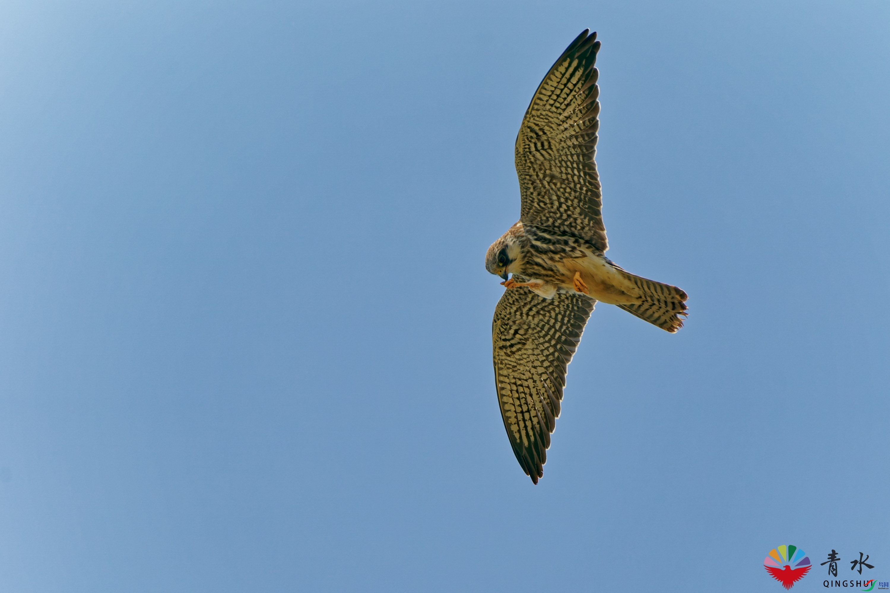 DSC08611_DxO.jpg