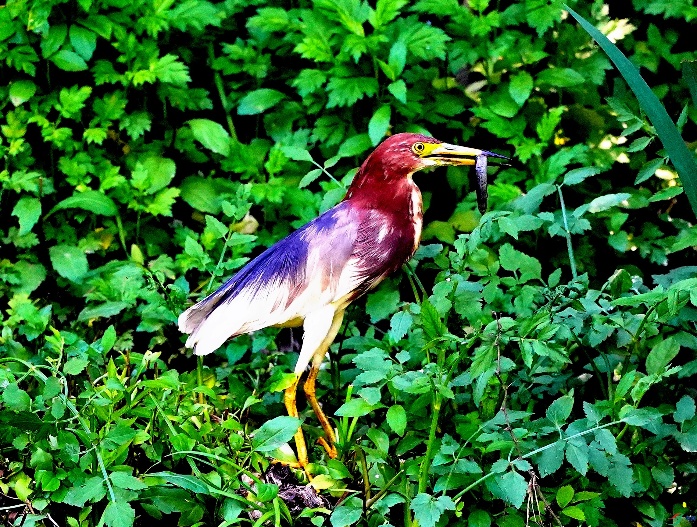 DSC06113-2022-5-27.JPG