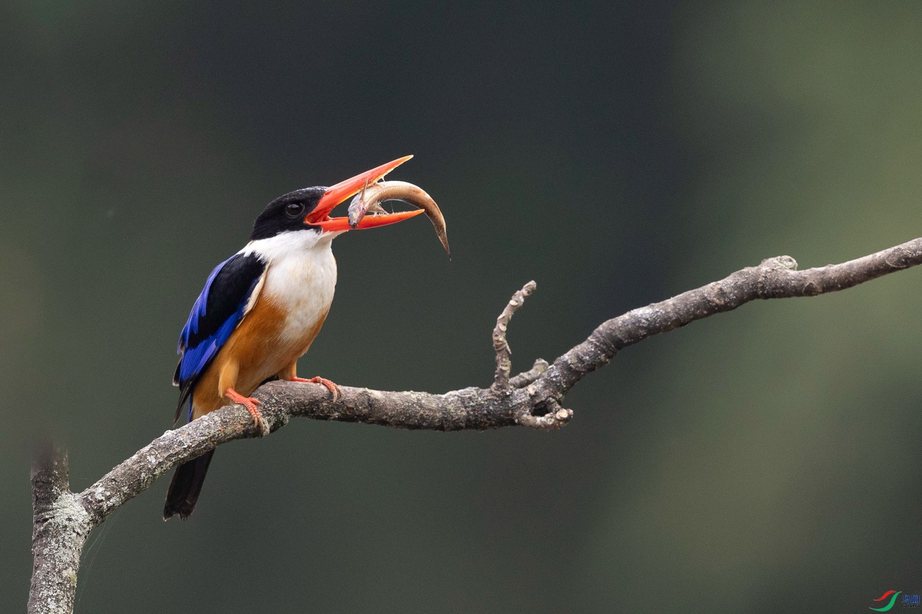 ζ���ü���