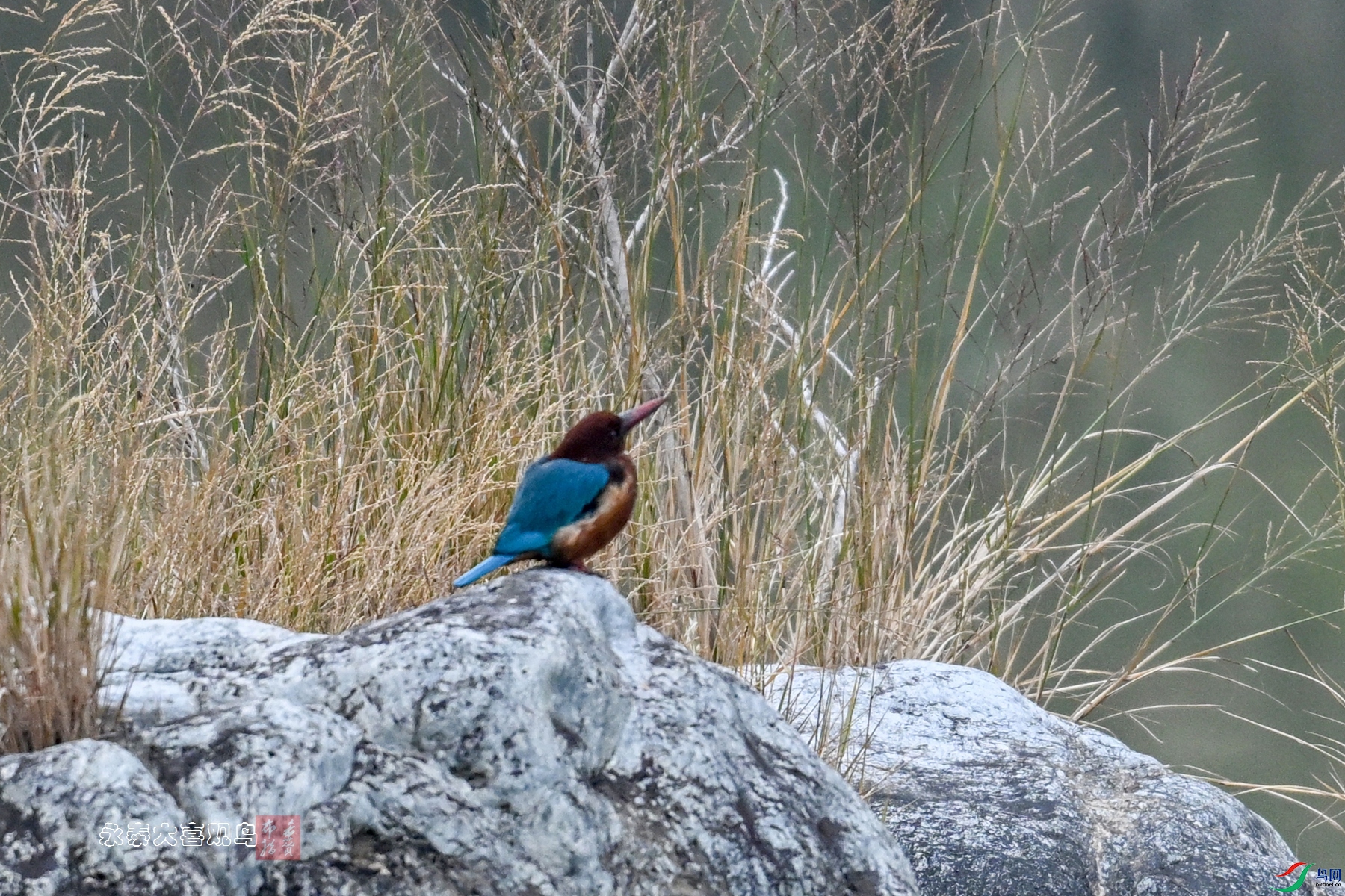 DSC_6696.JPG