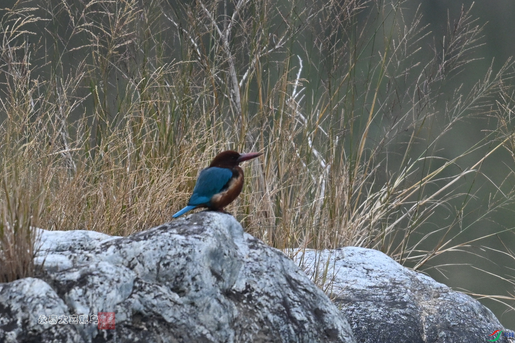 DSC_6698.JPG