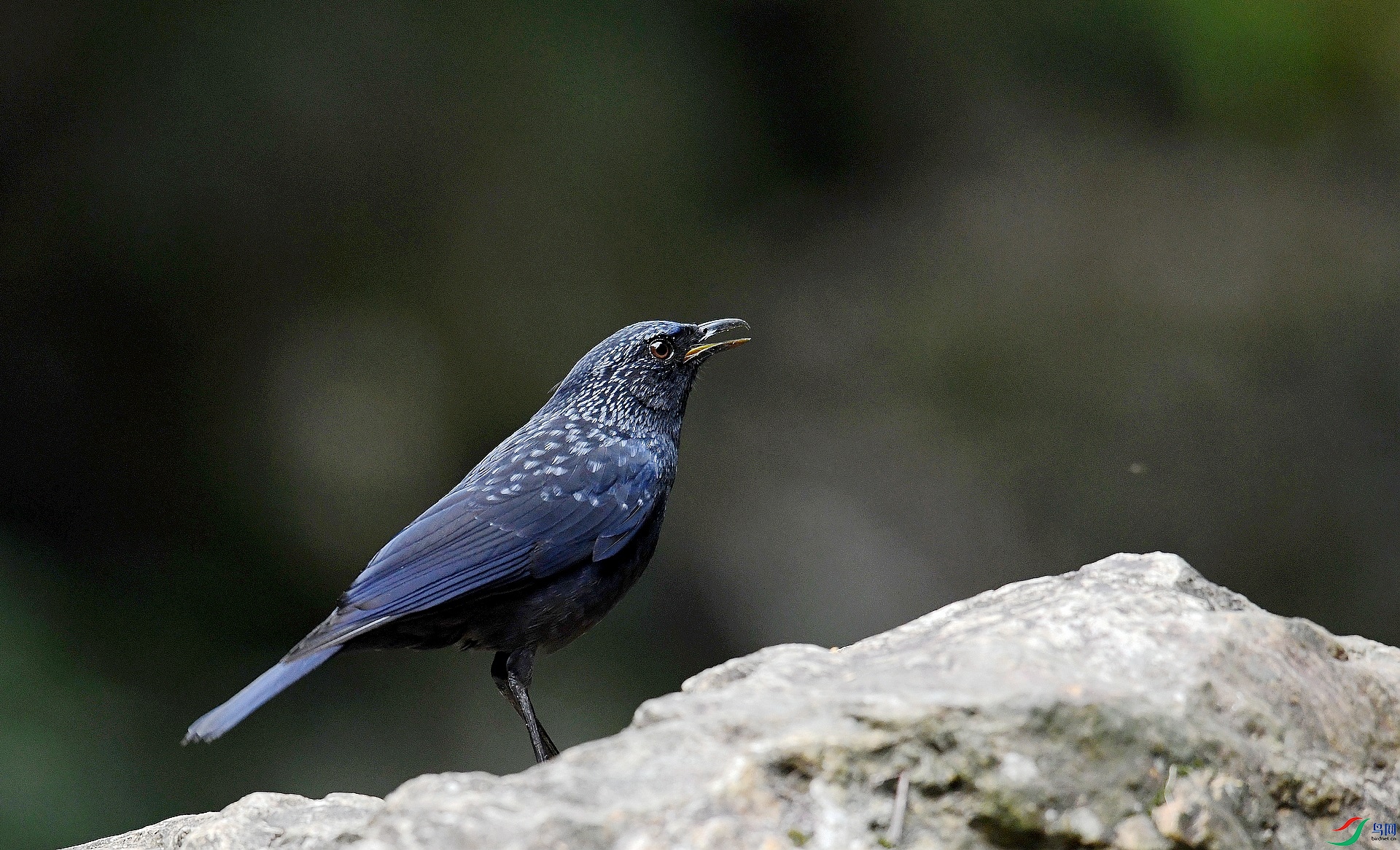 DSC_9319.jpg
