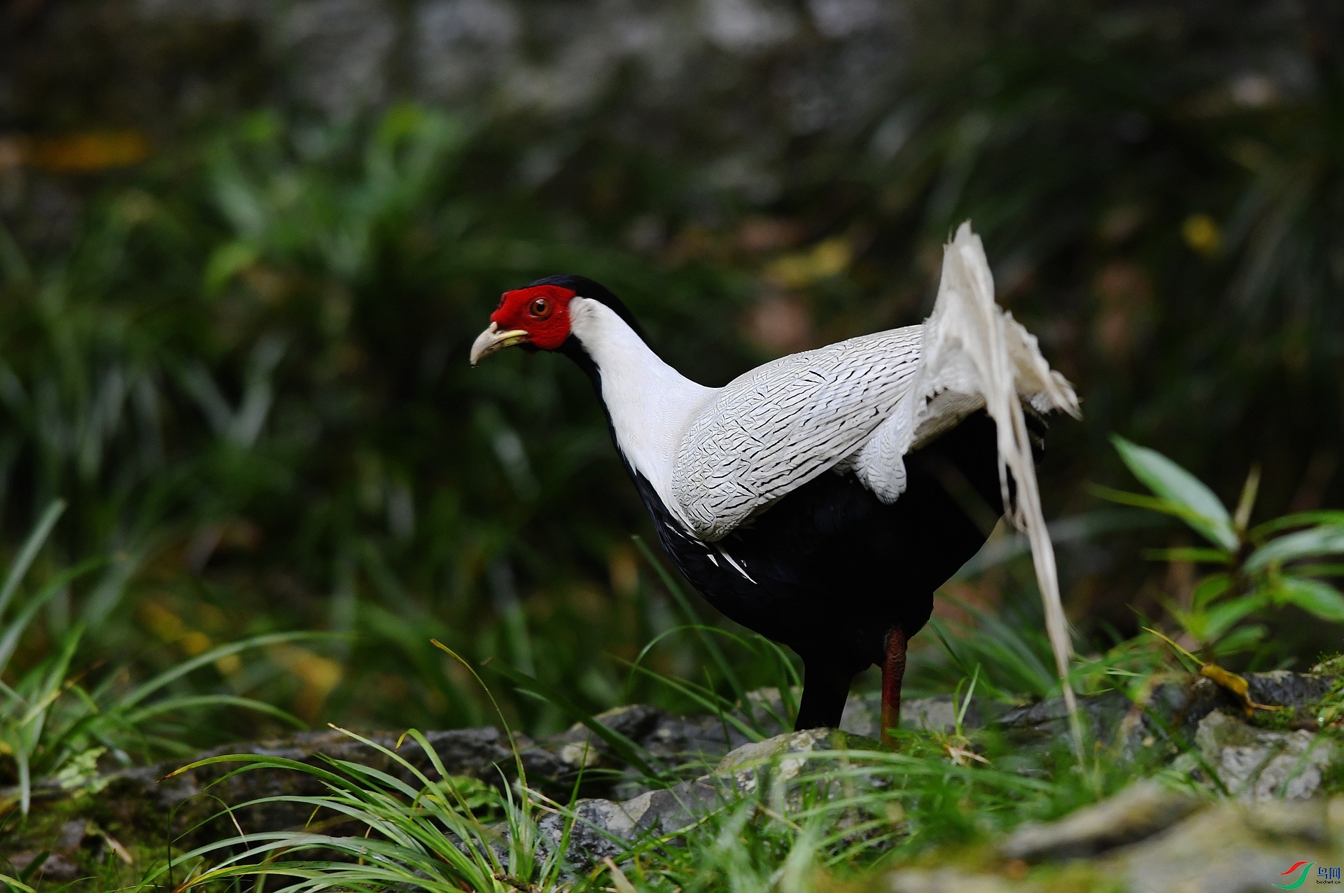 DSC_1545.jpg