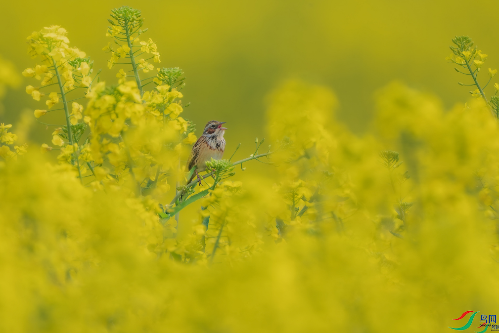 �������ѡ������ﳿ�������ٻ����Ѿ�������ɽ���� 12.png