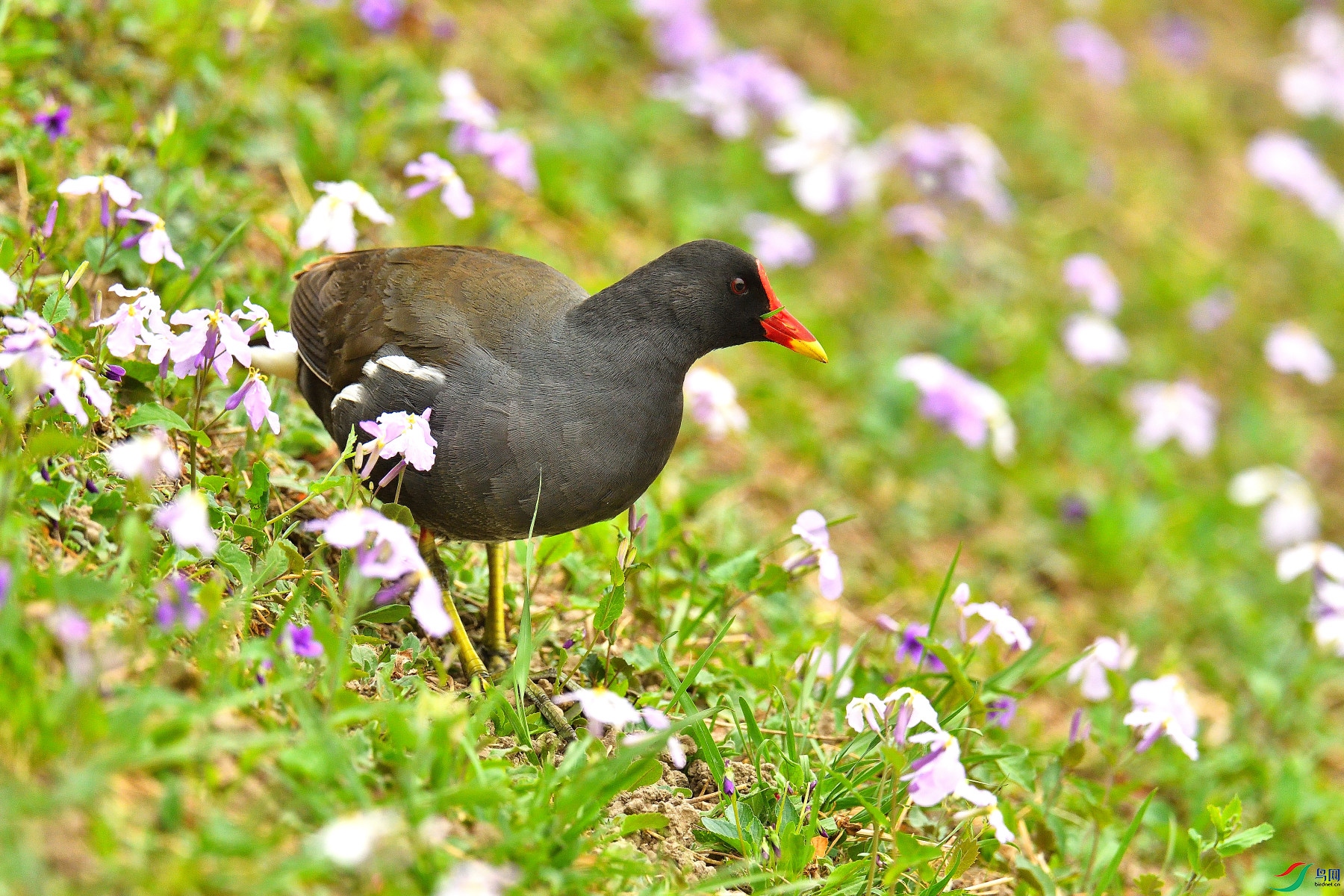 DSC_6031_01.JPG