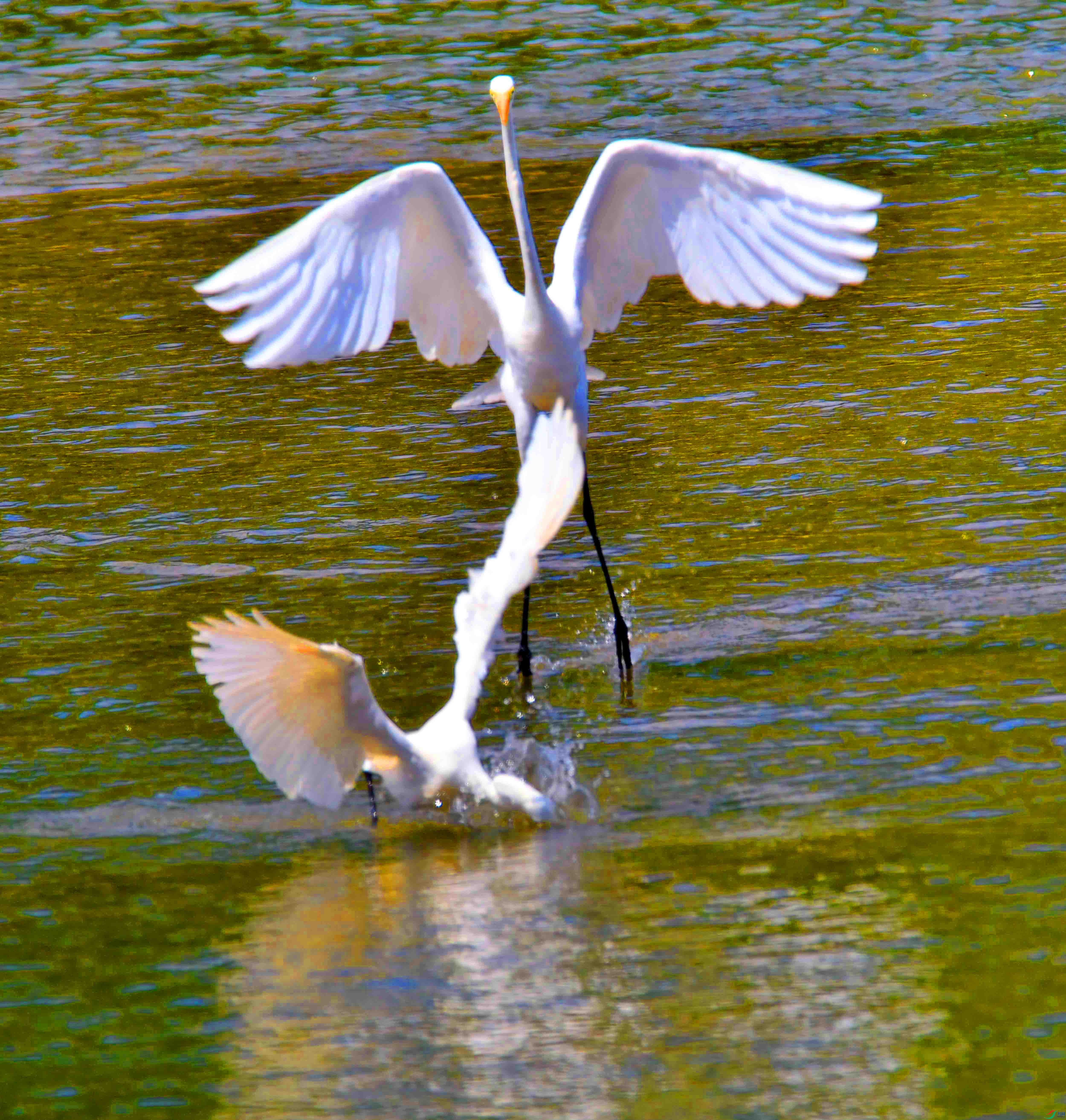 DSC_5862.JPG