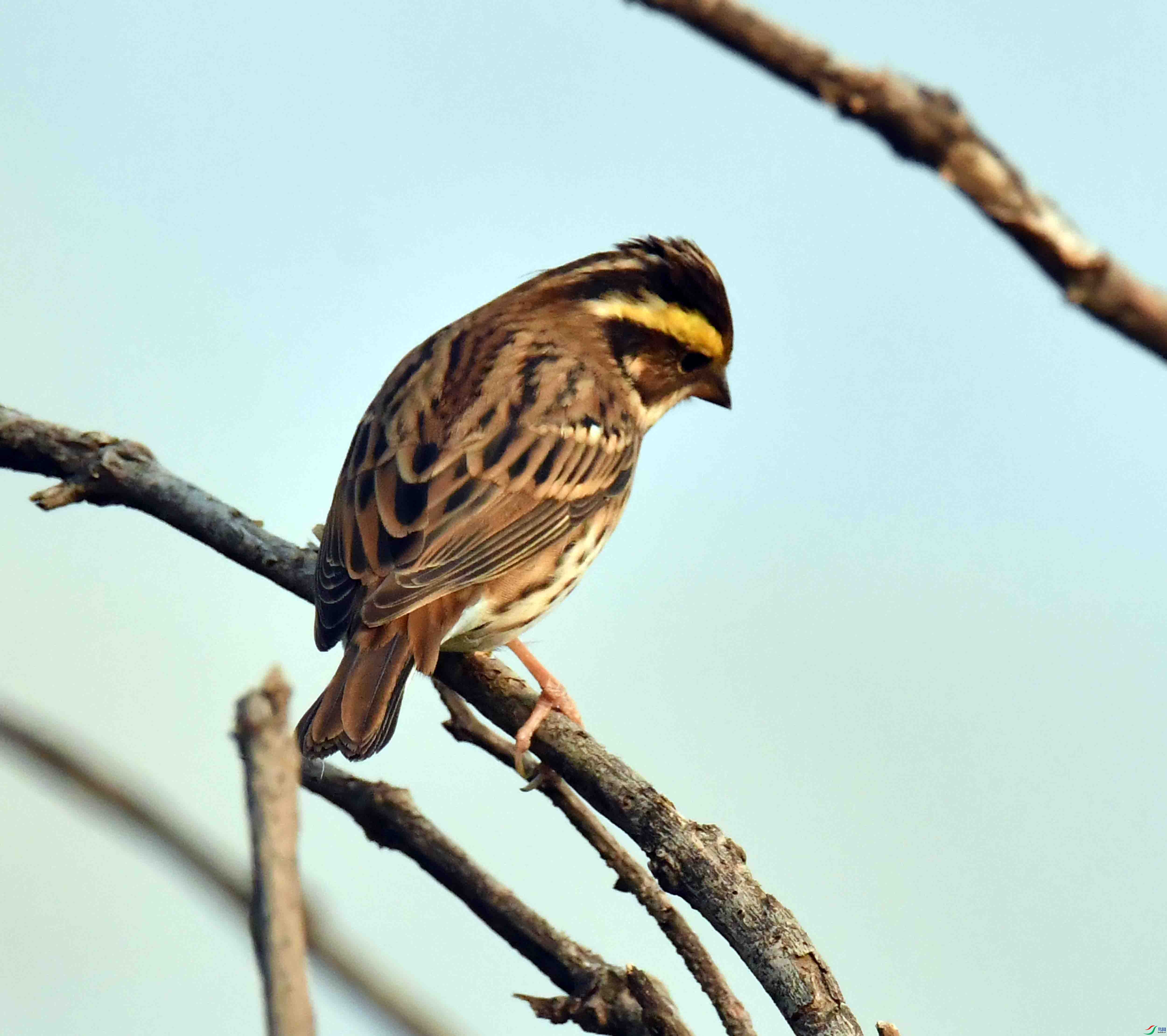DSC_4335.JPG